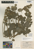 Mirabilis macfarlanei image