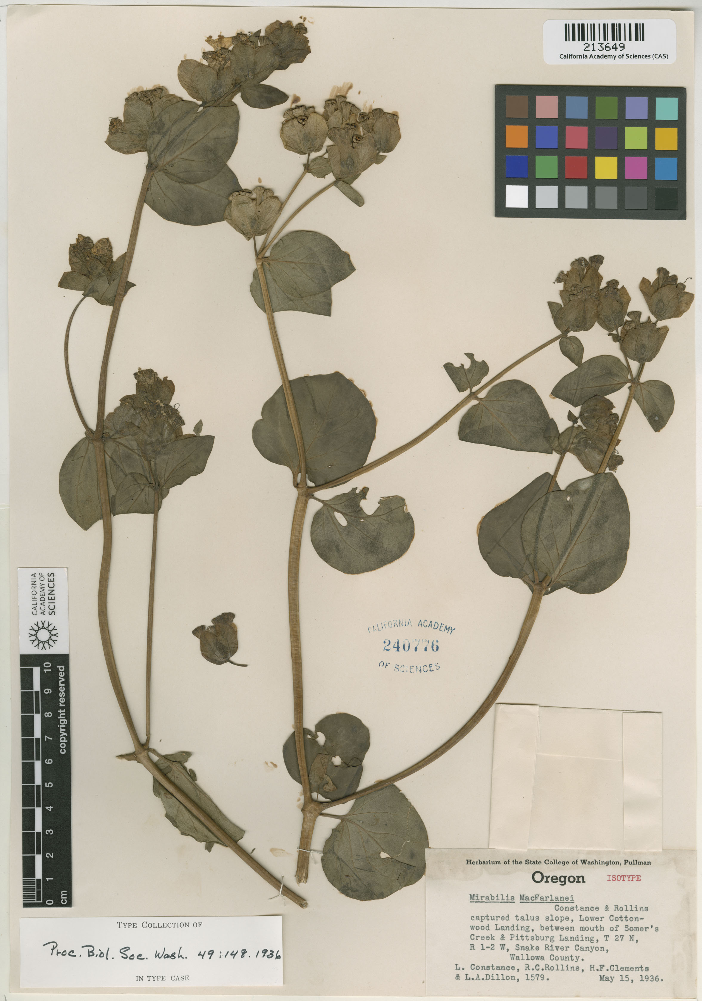 Mirabilis macfarlanei image