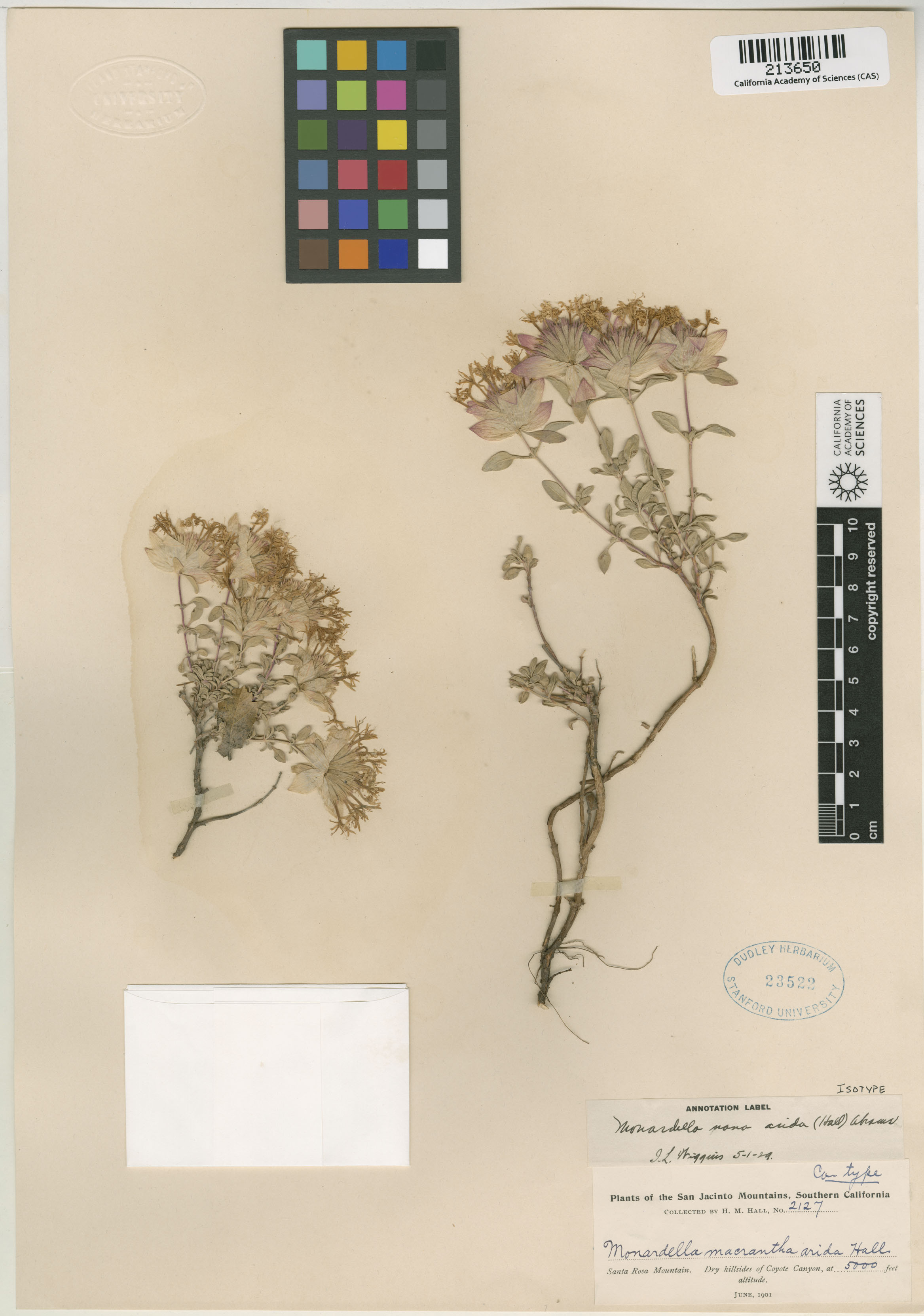 Monardella nana image