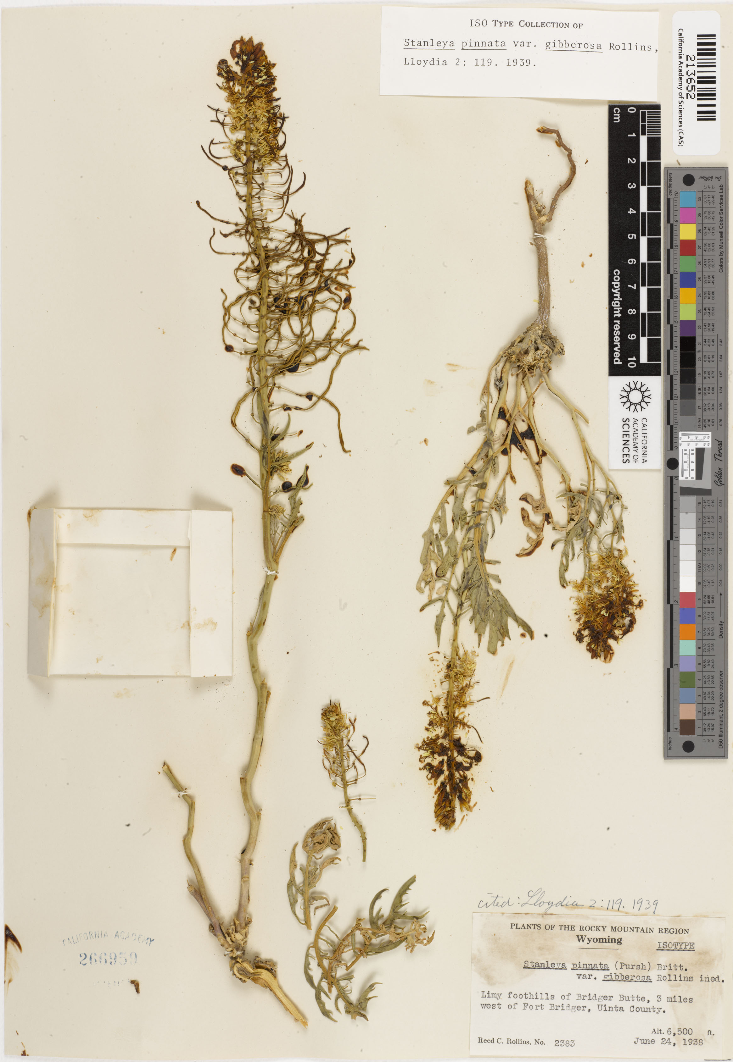 Stanleya bipinnata image