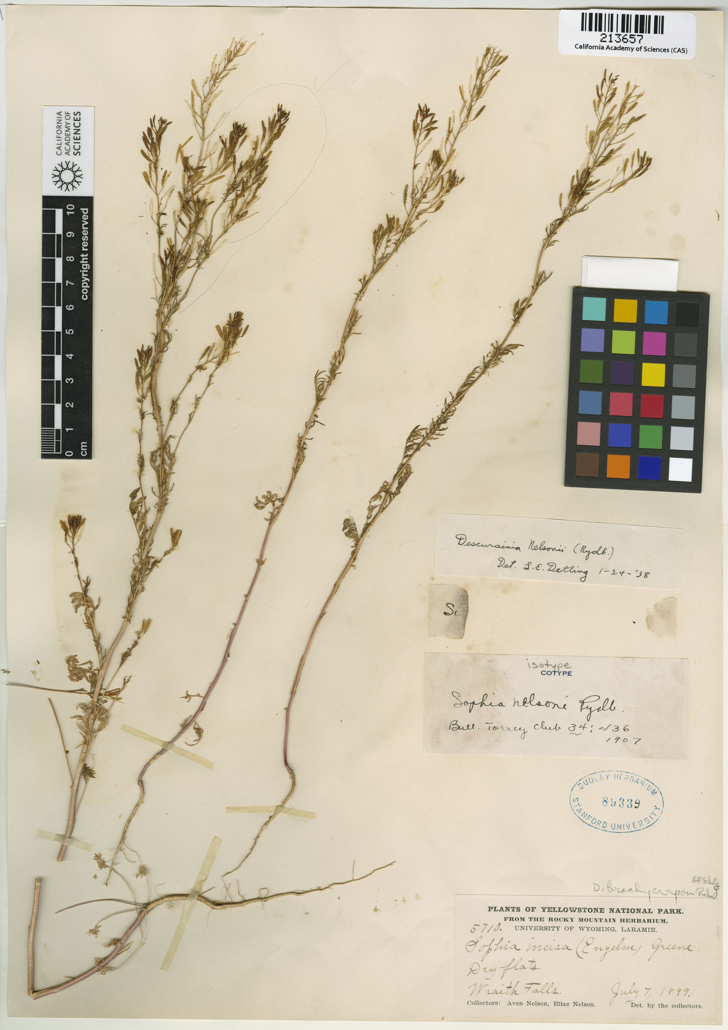 Descurainia nelsonii image