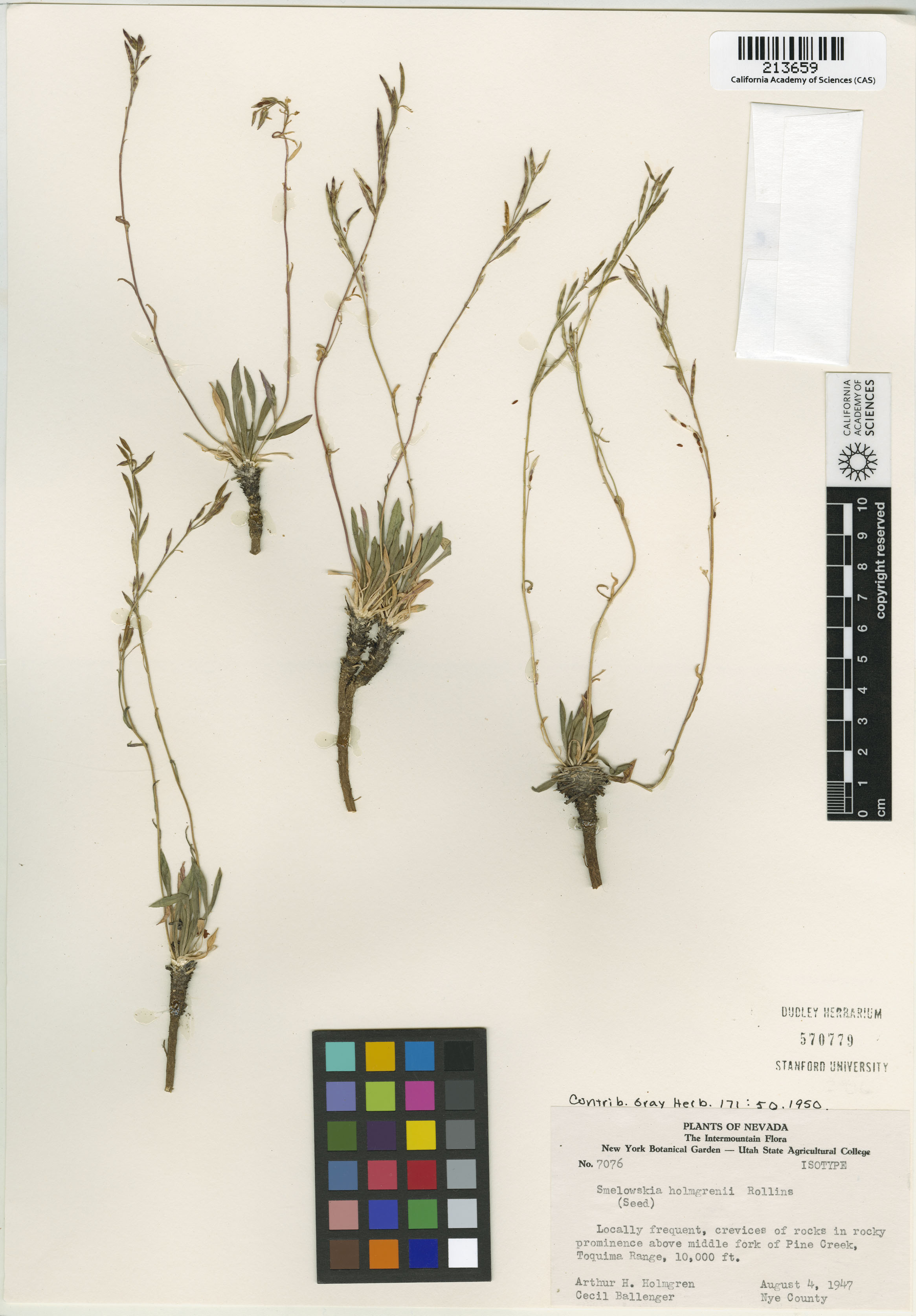 Nevada holmgrenii image