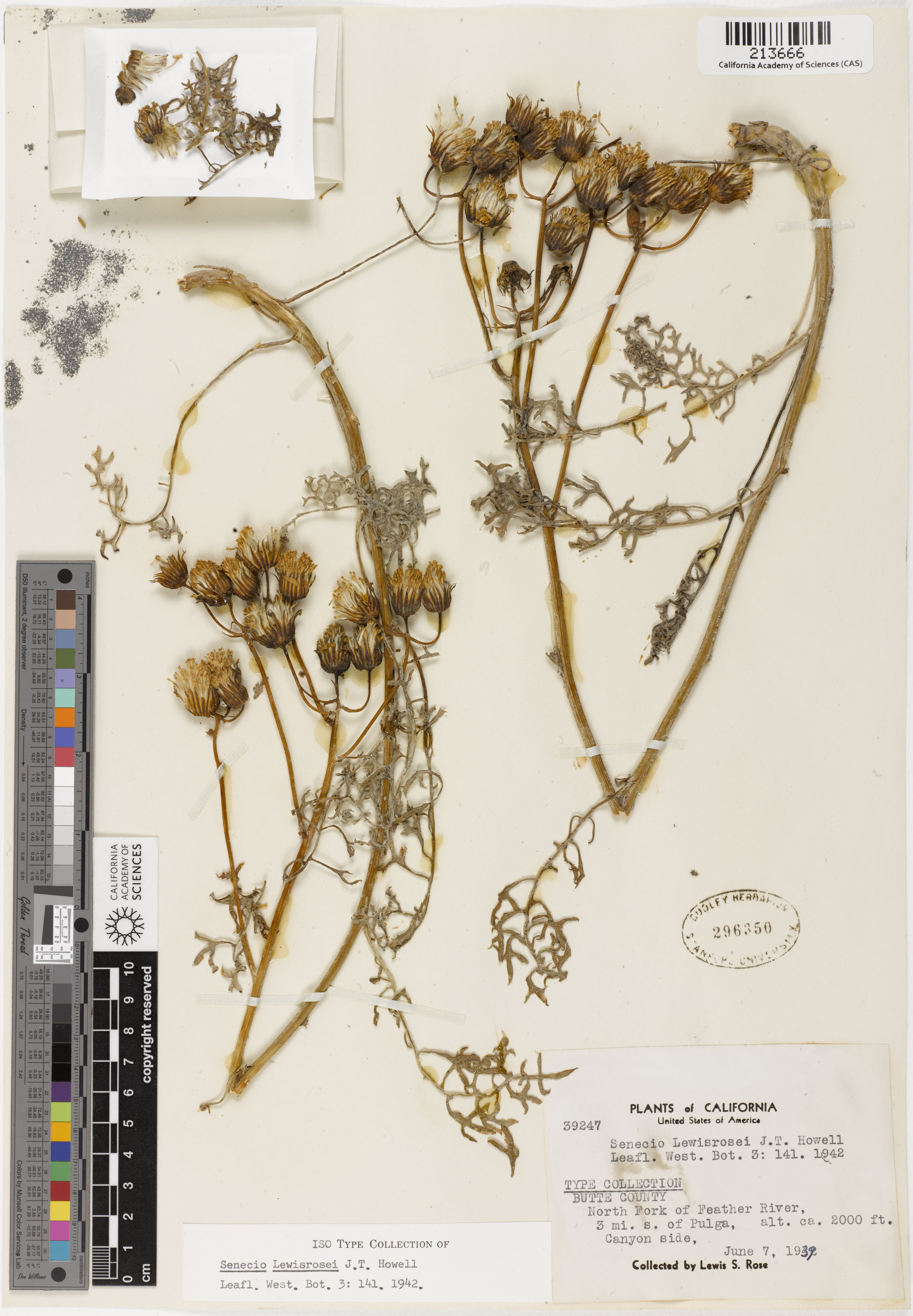 Packera eurycephala var. lewisrosei image