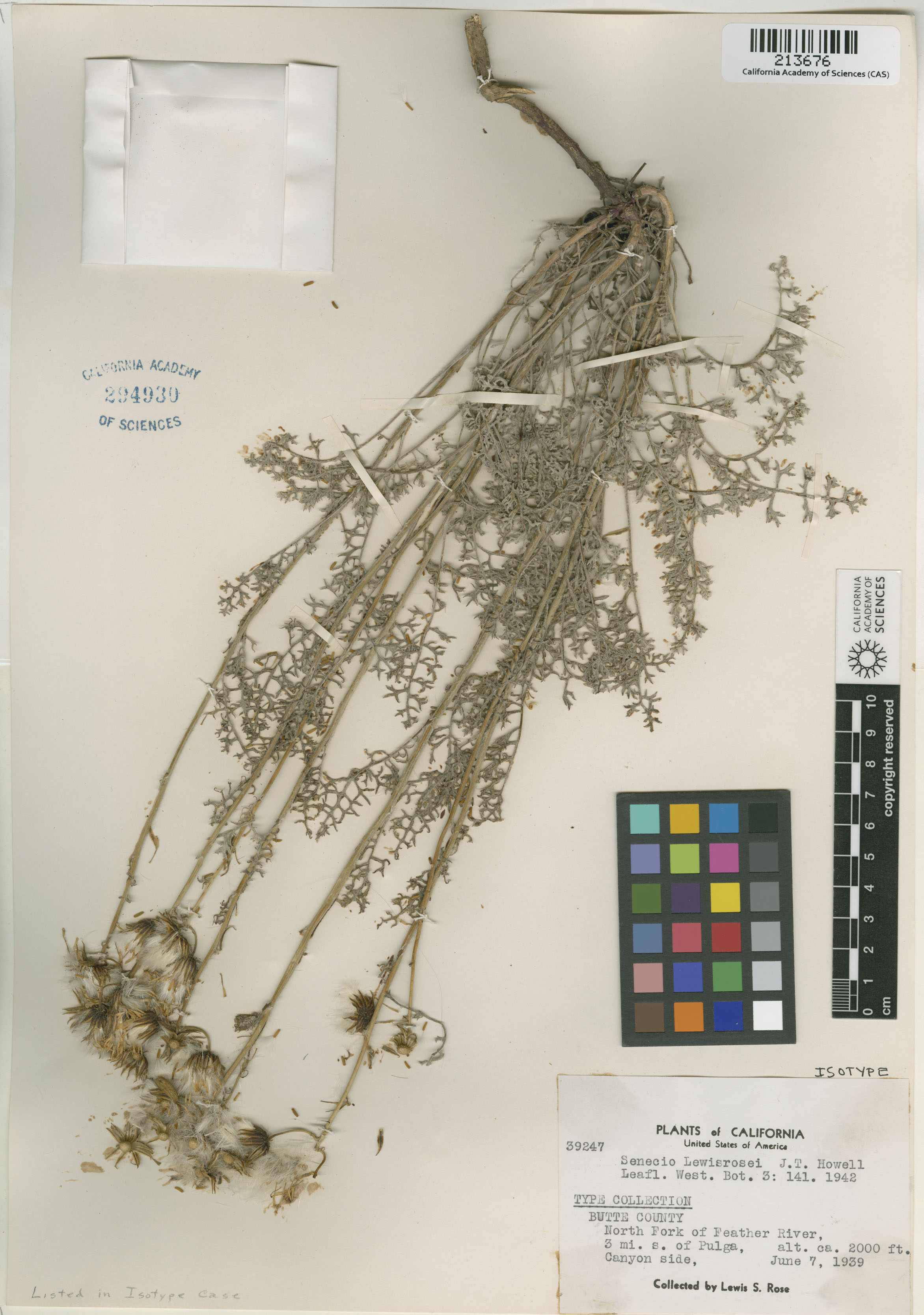 Packera eurycephala var. lewisrosei image