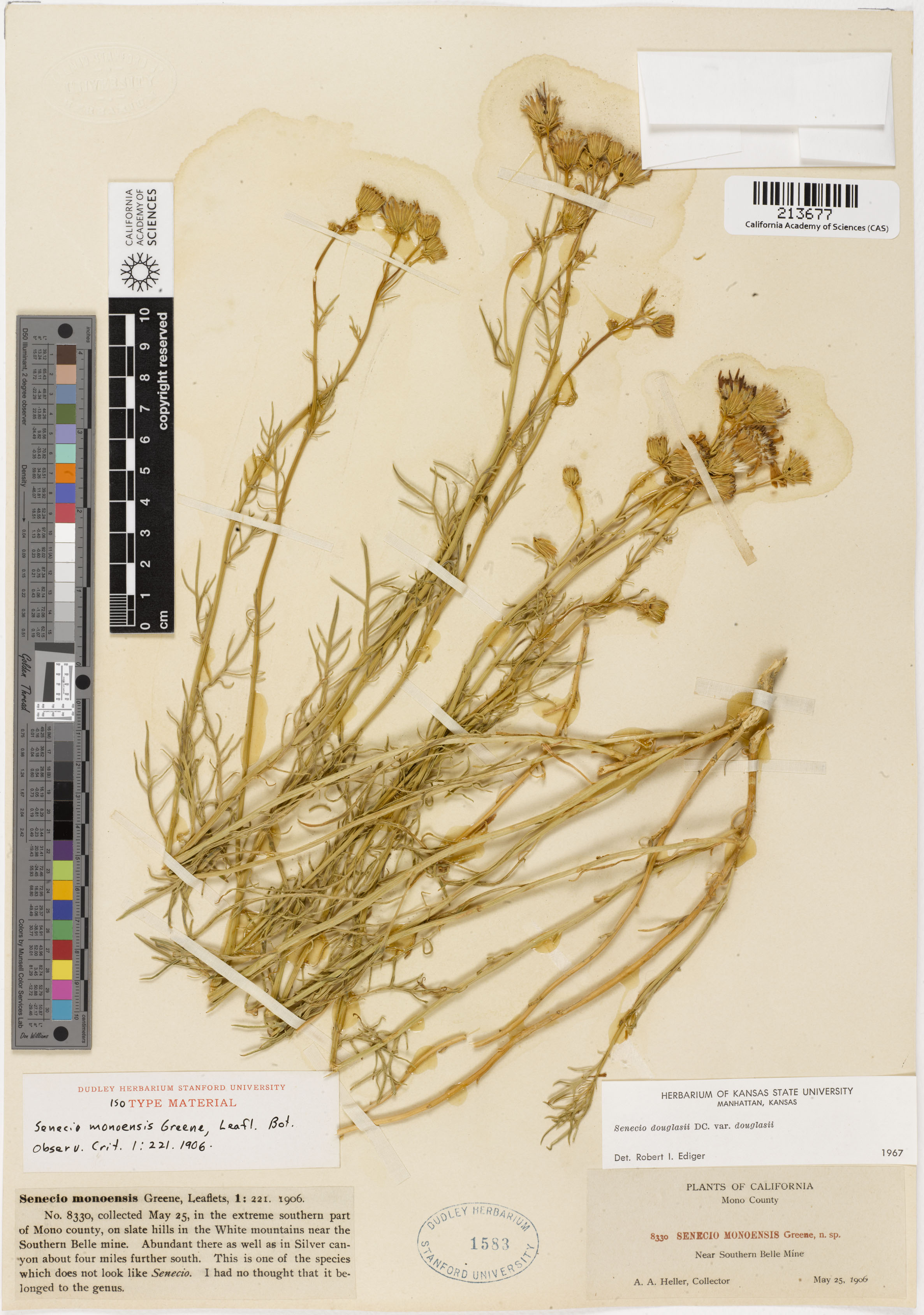 Senecio flaccidus var. monoensis image