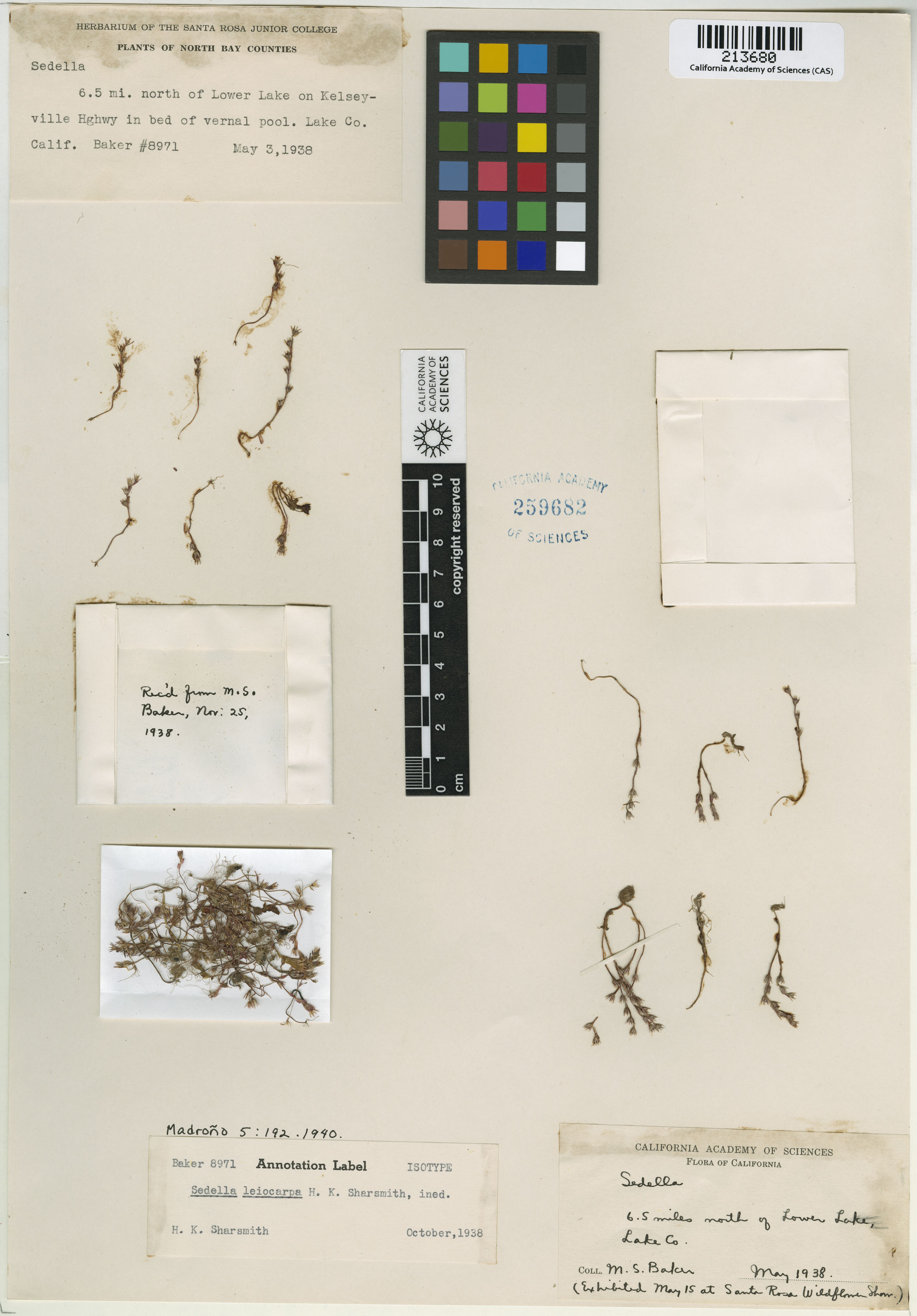 Sedella leiocarpa image