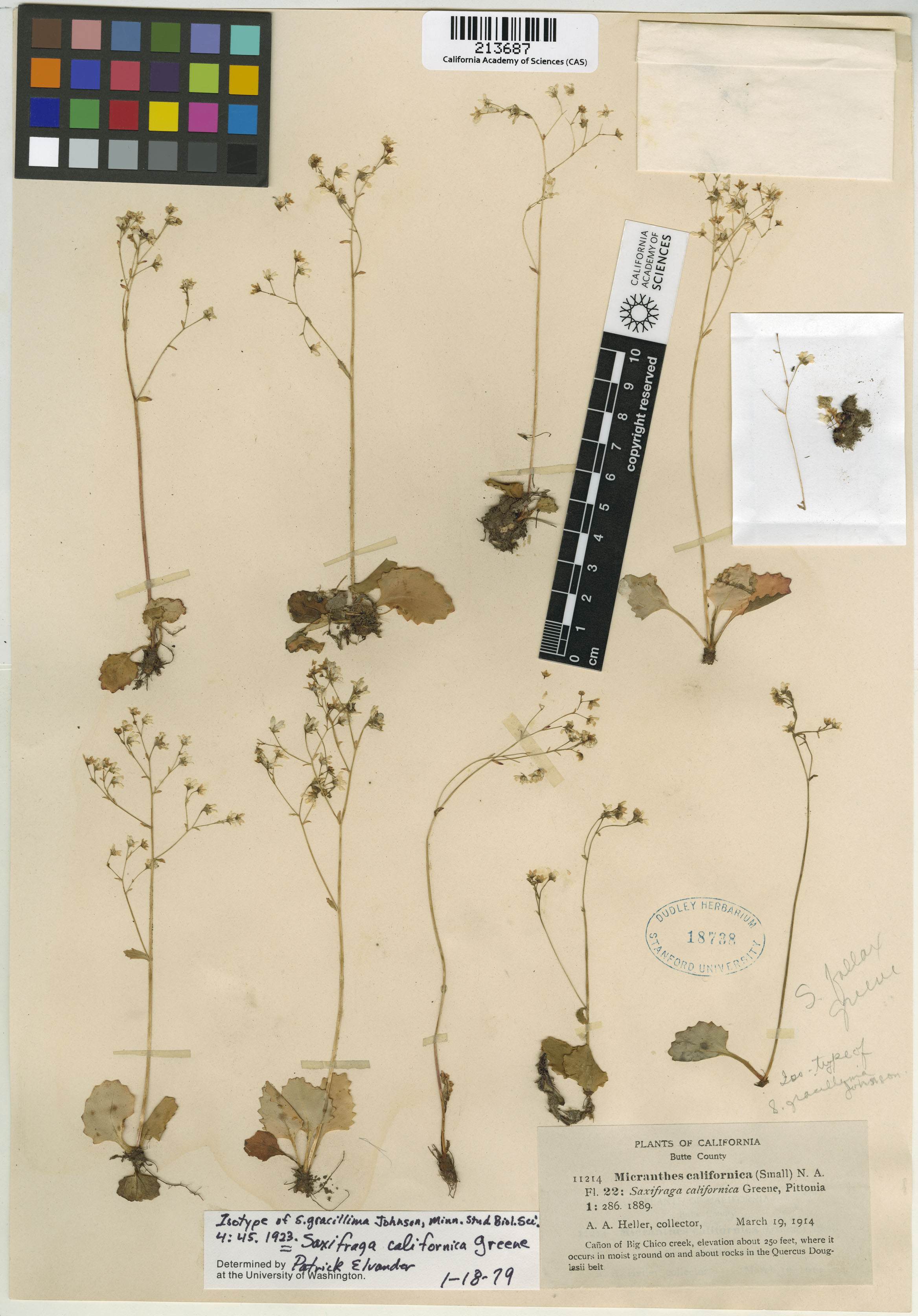 Saxifraga californica image