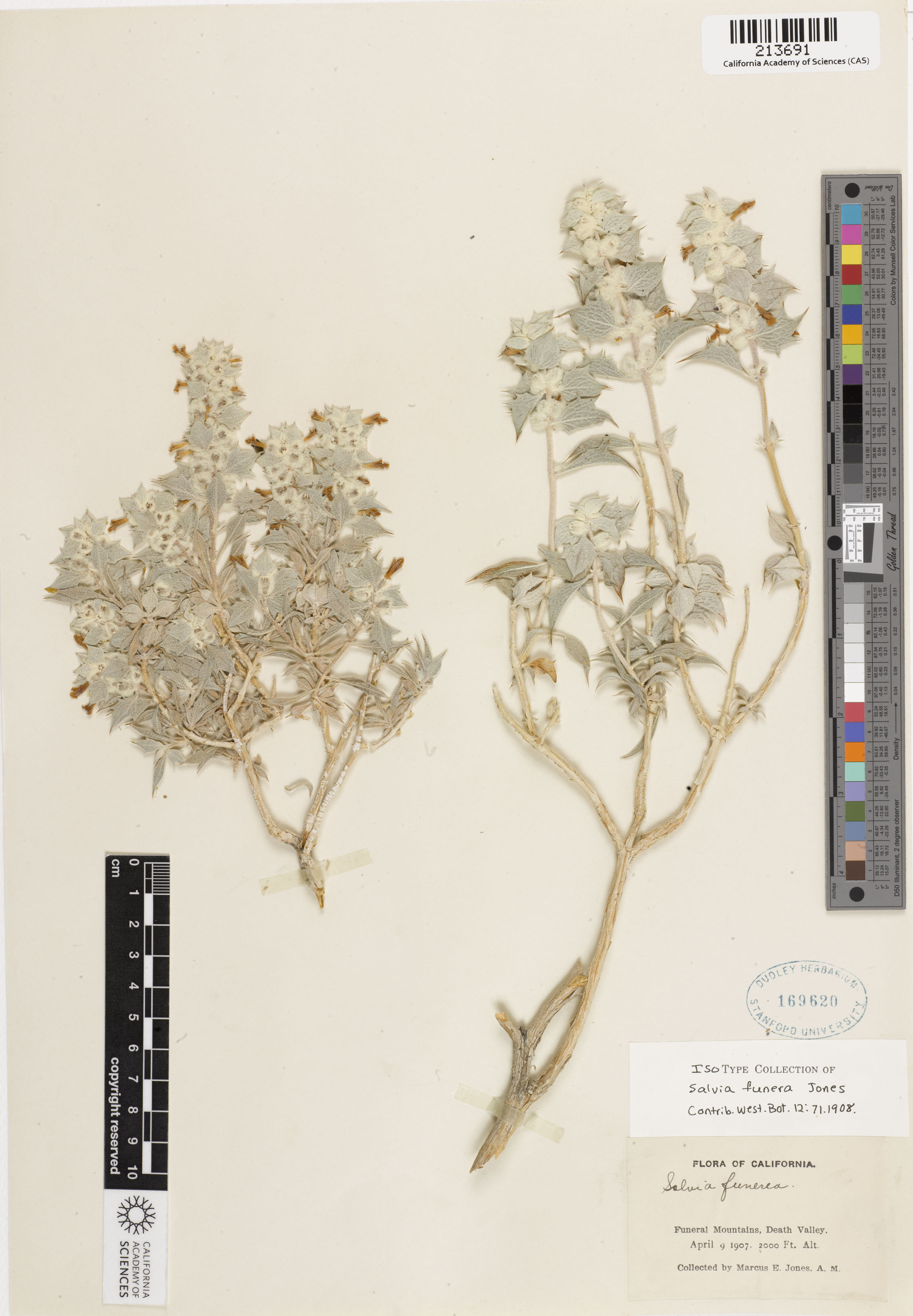 Salvia funerea image