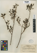 Salix tracyi image
