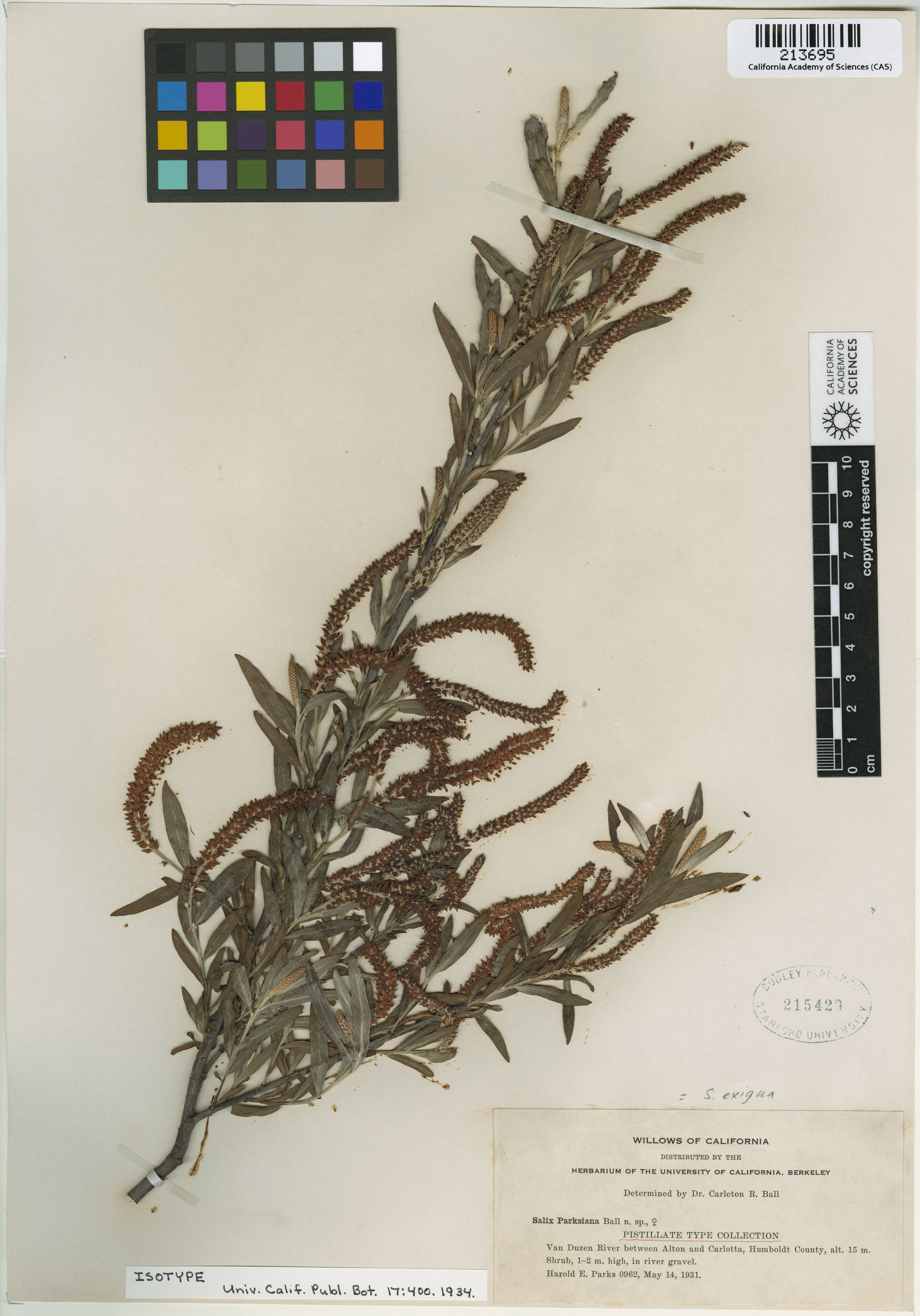 Salix melanopsis image