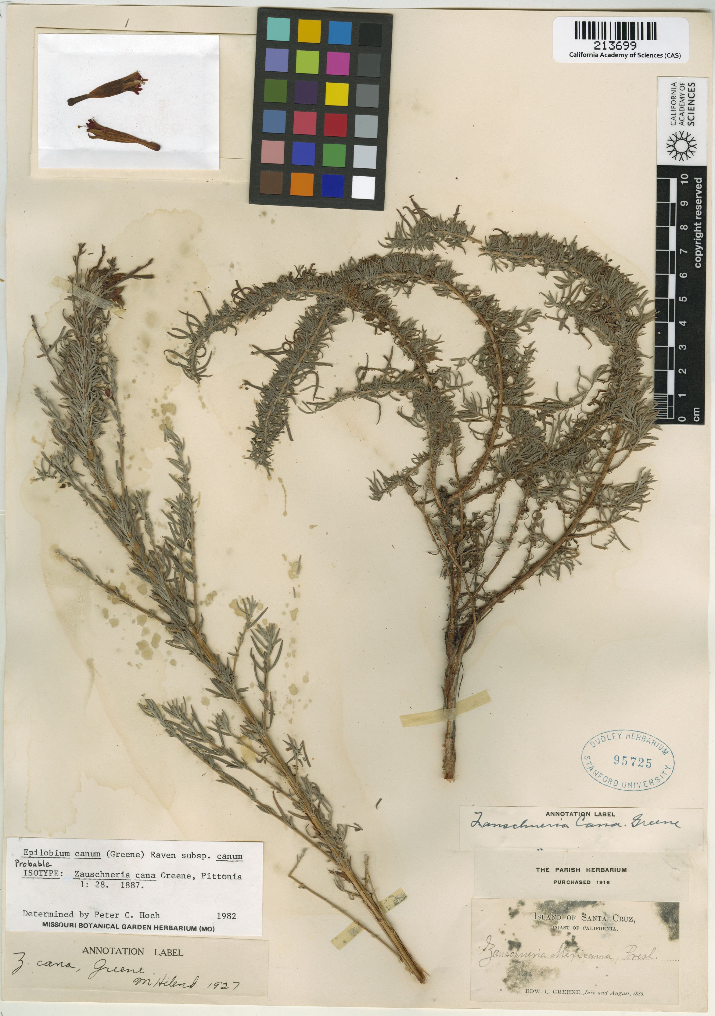 Epilobium canum image