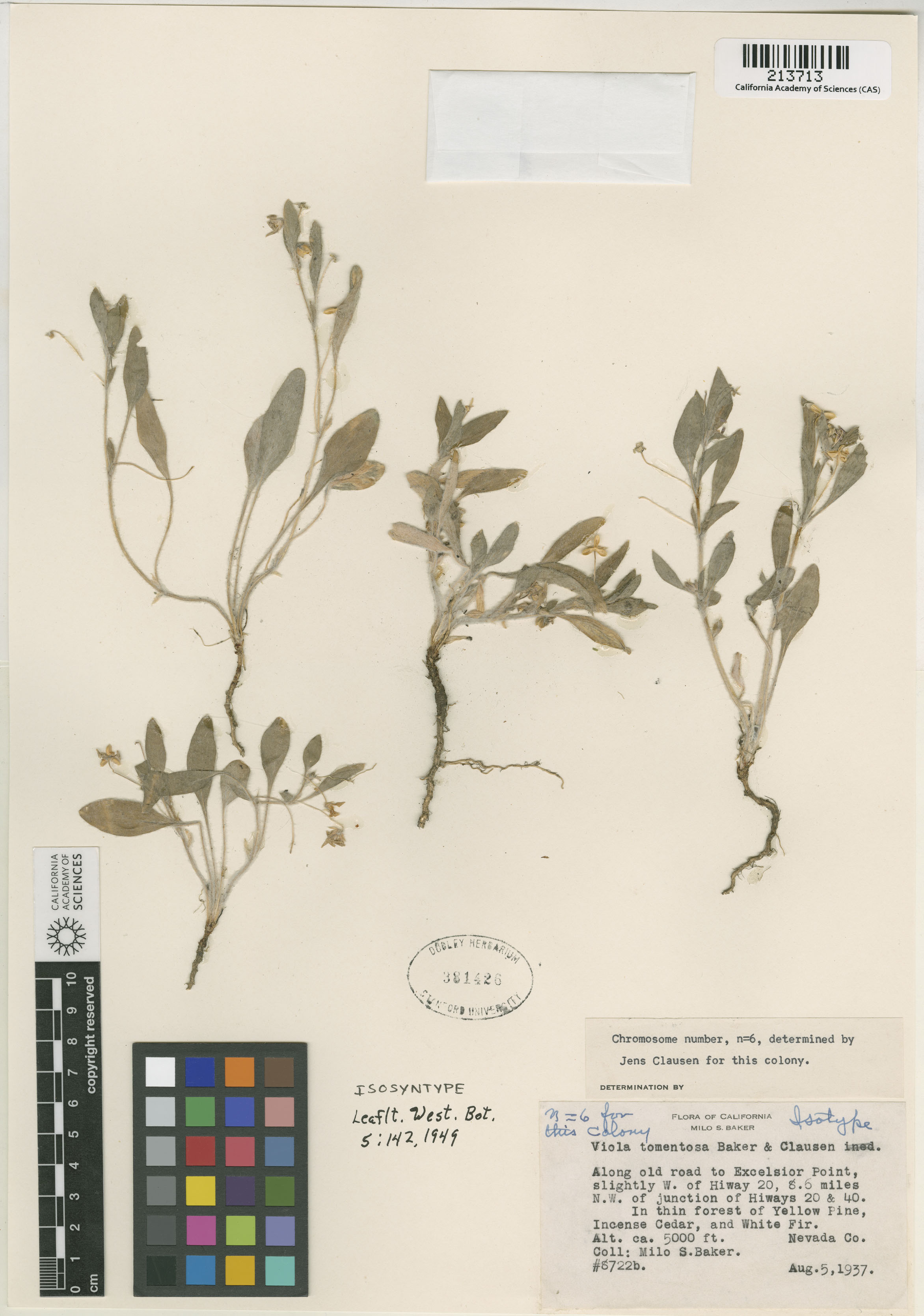 Viola tomentosa image