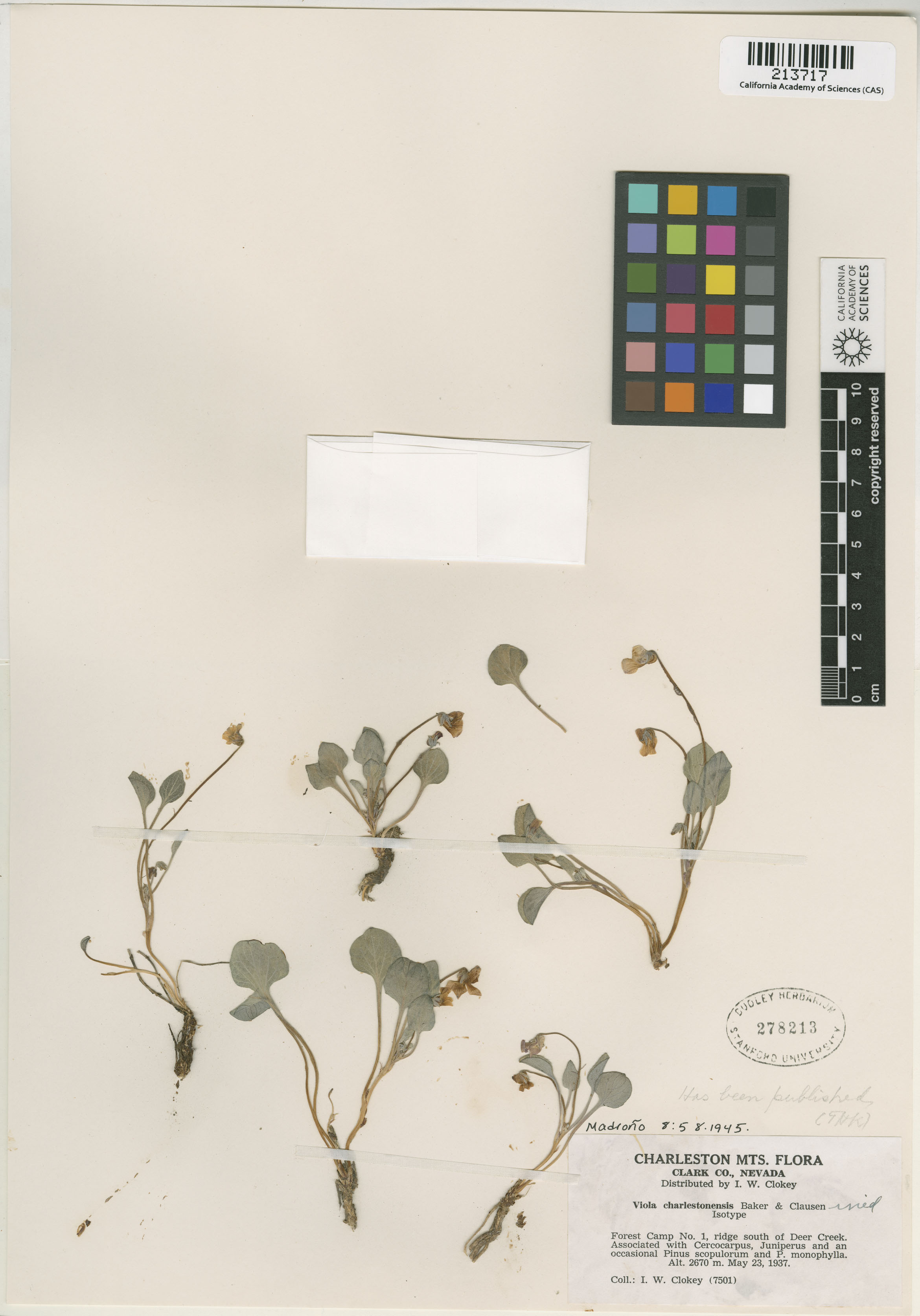 Viola charlestonensis image