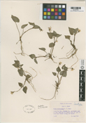 Viola glabella image