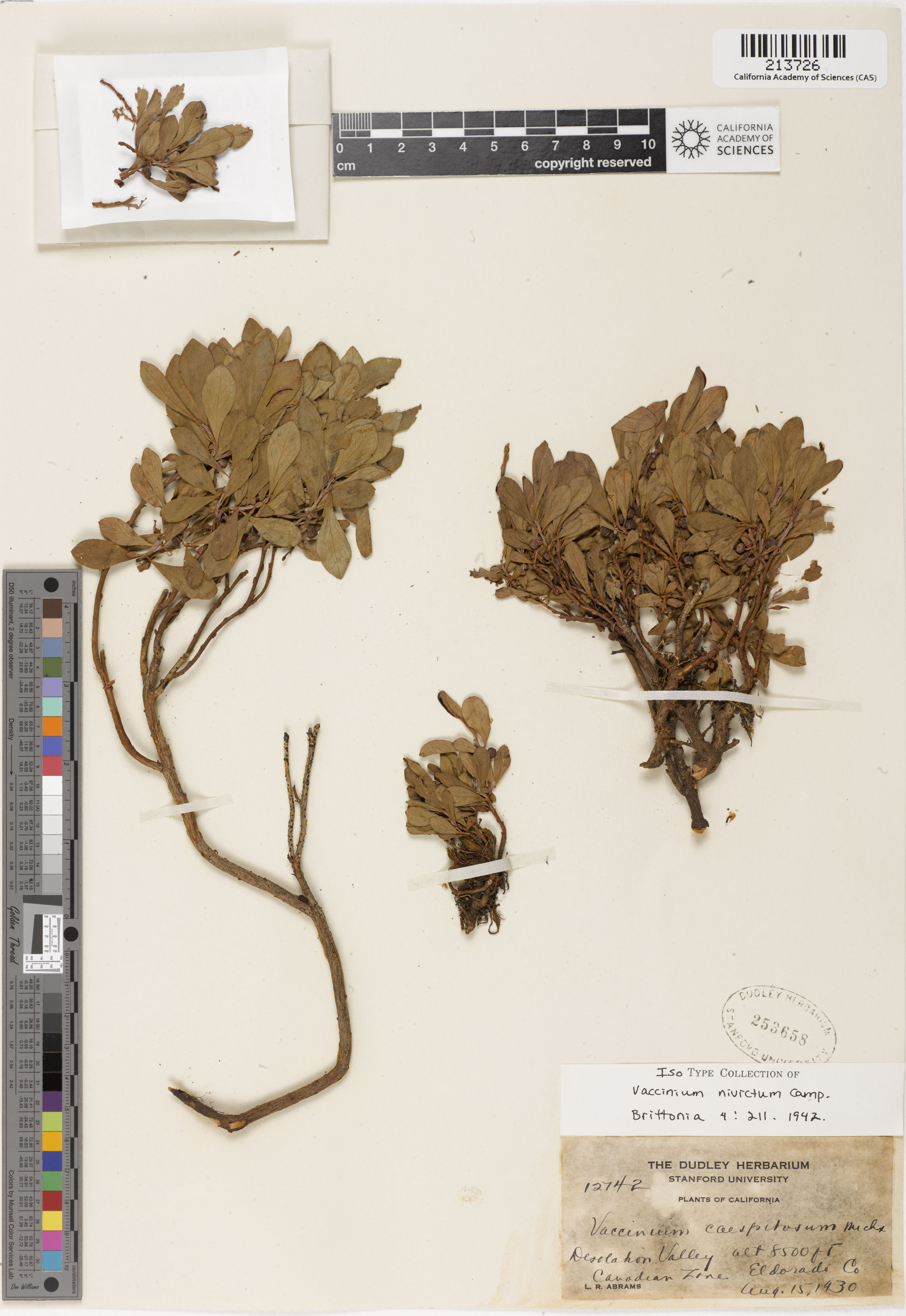 Vaccinium cespitosum image