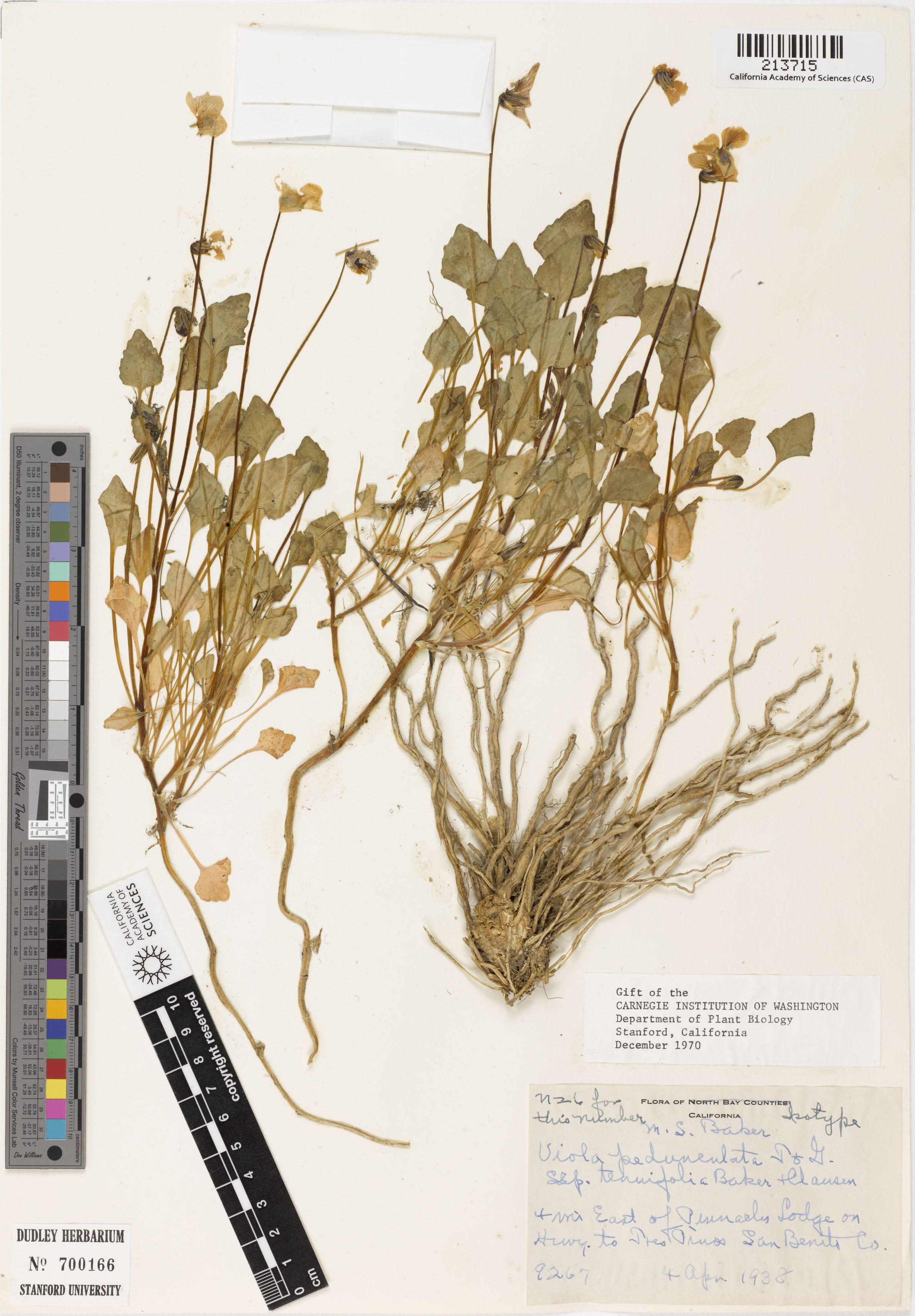 Trifolium bifidum image