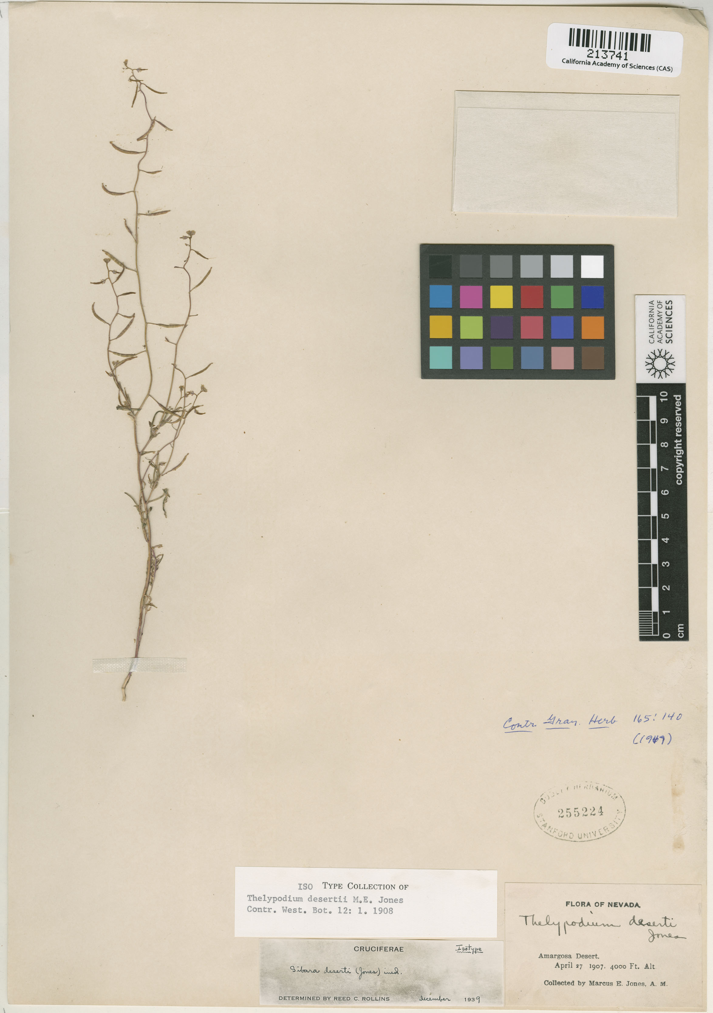 Sibara deserti image