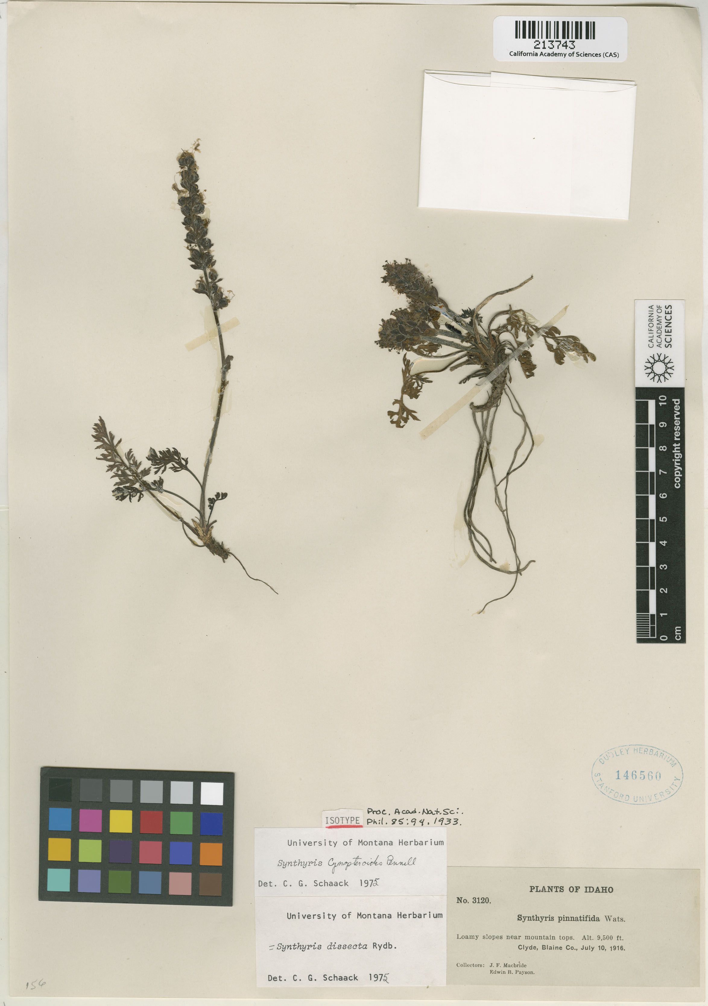 Synthyris dissecta image