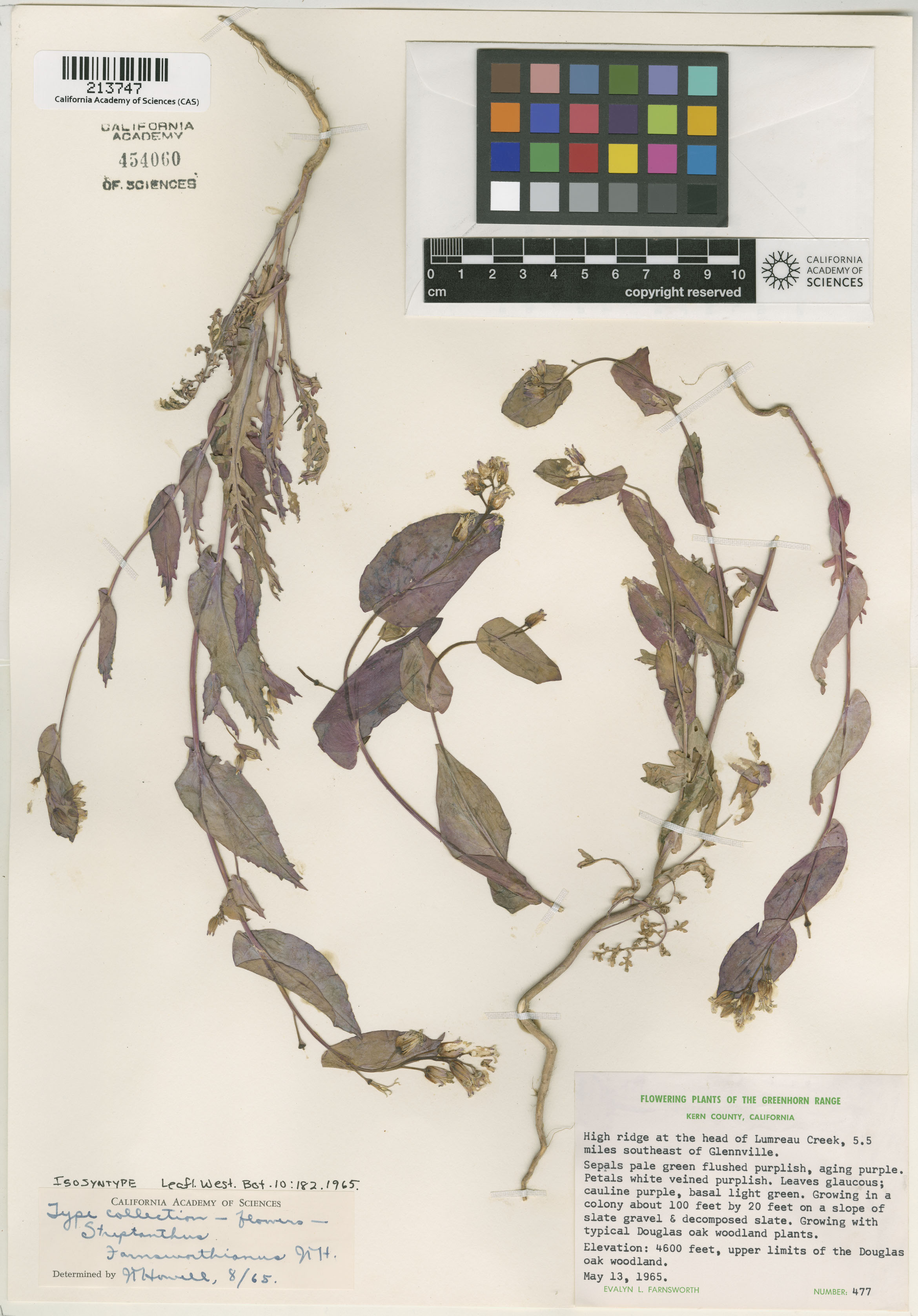 Streptanthus farnsworthianus image