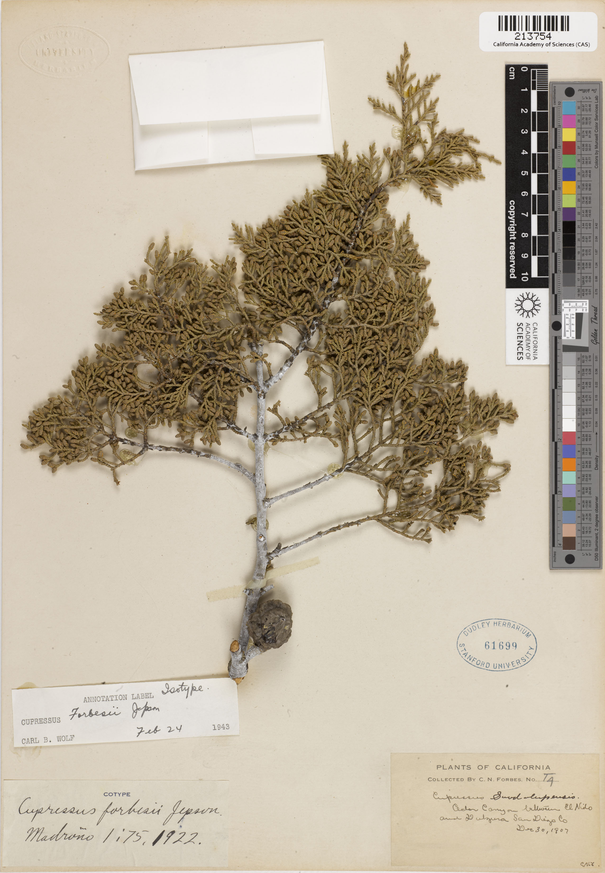 Callitropsis forbsii image