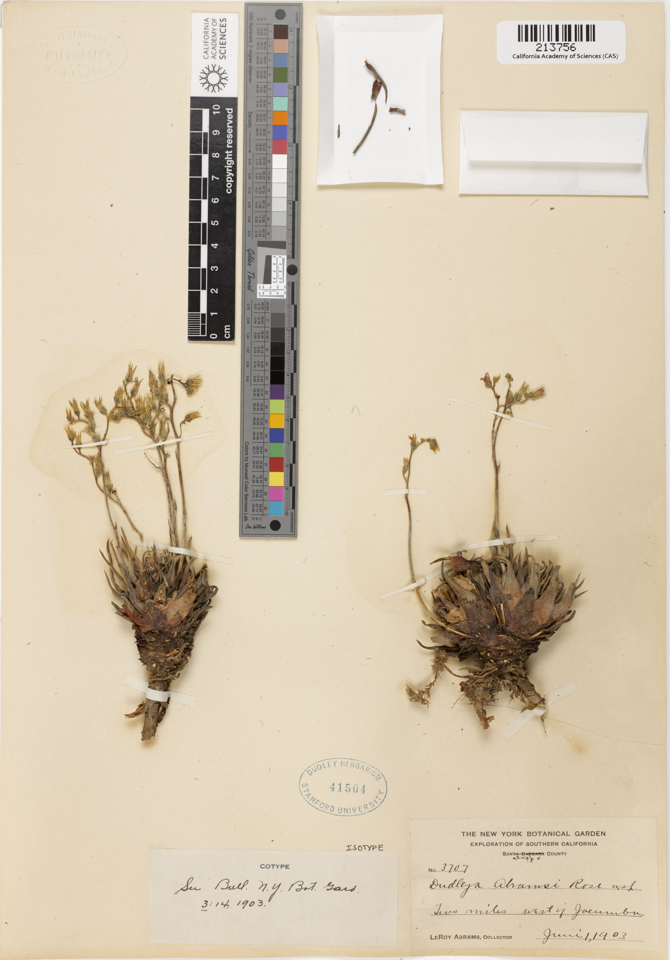 Dudleya abramsii image