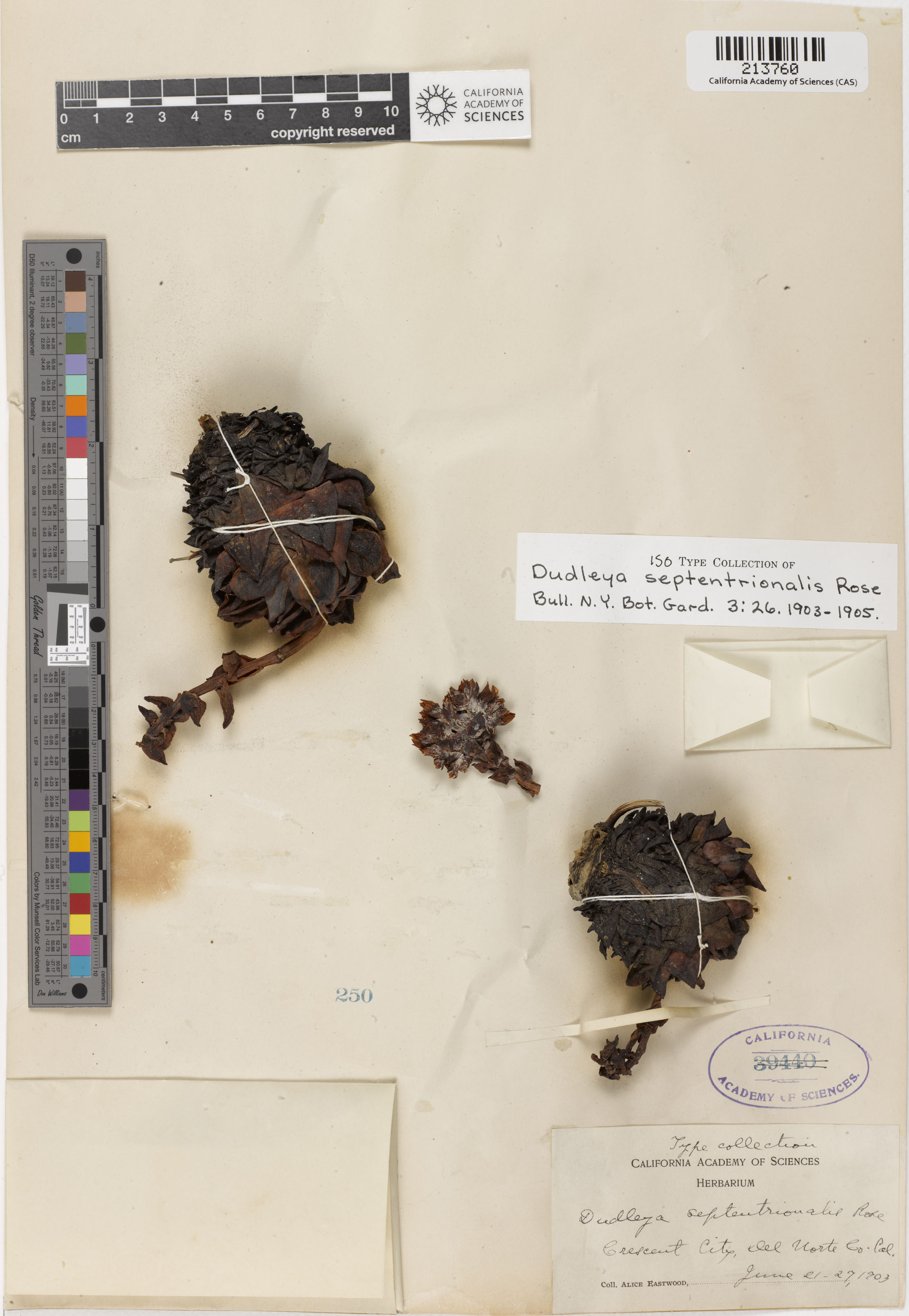 Dudleya farinosa image