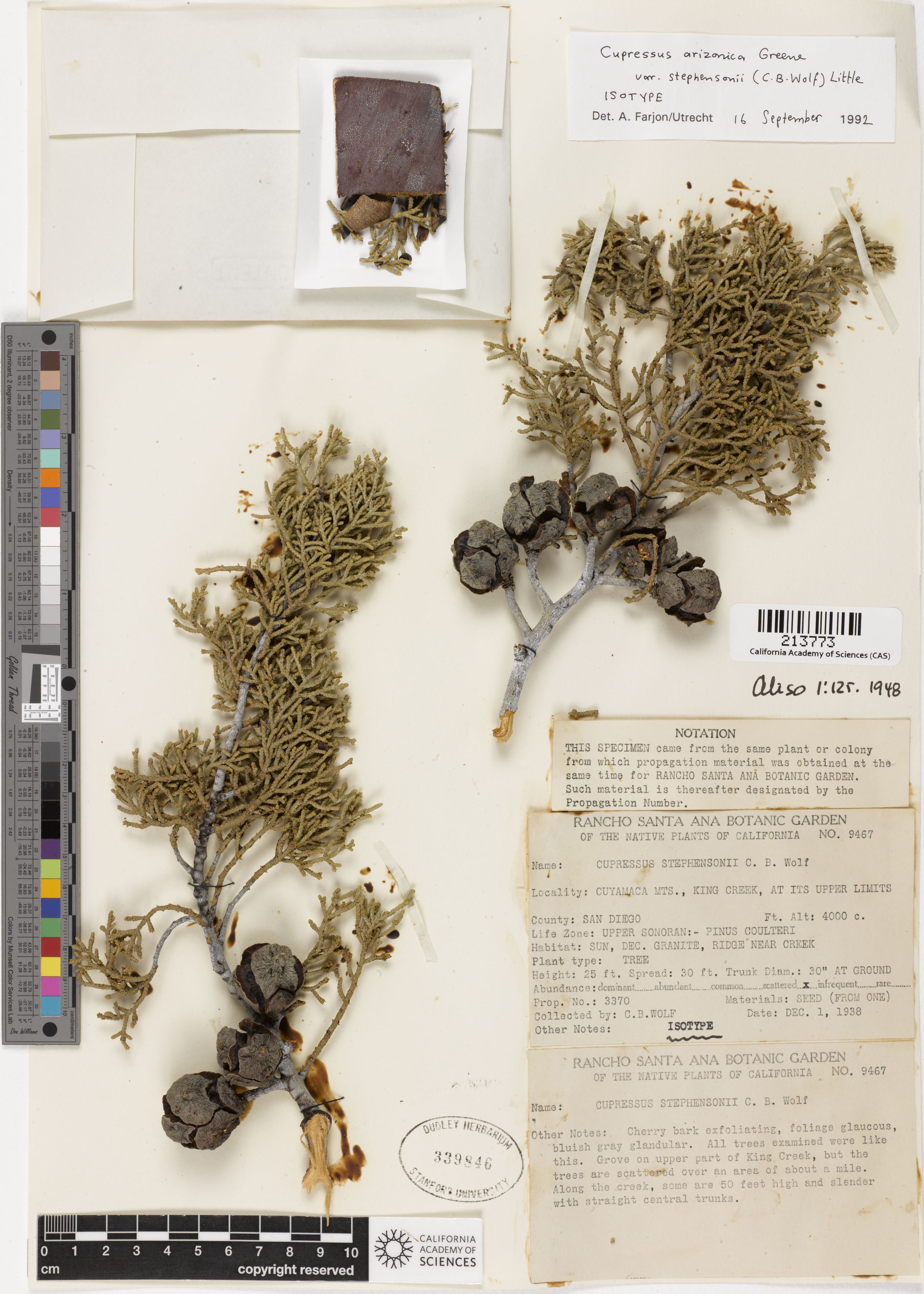 Callitropsis stephensonii image