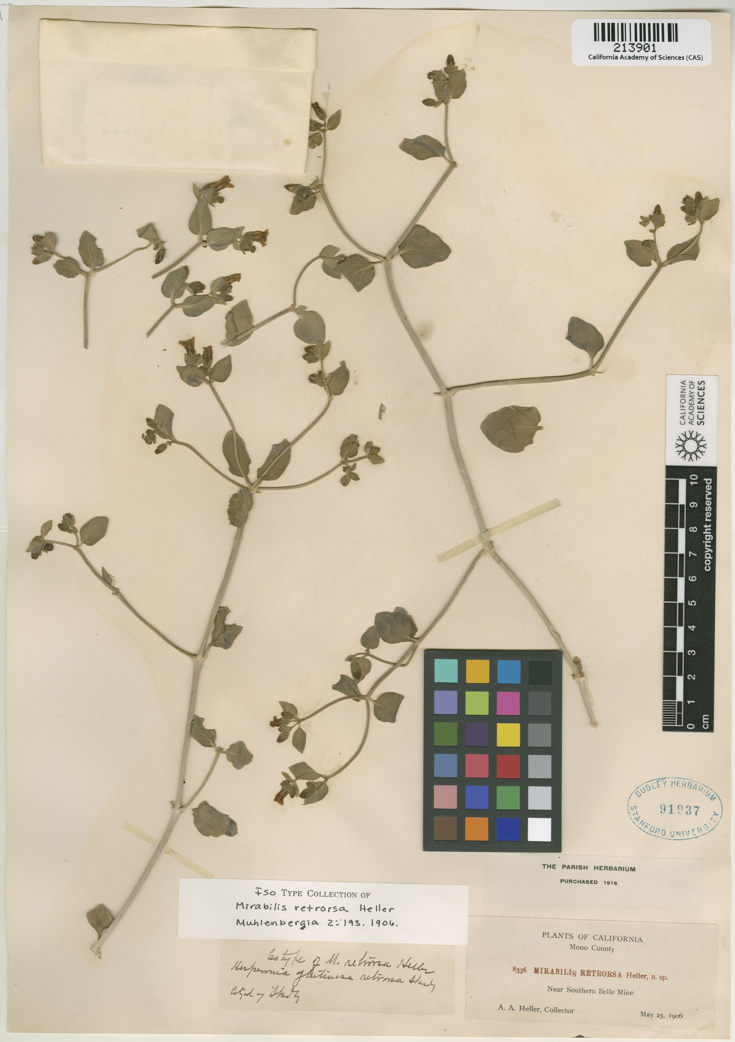 Mirabilis retrorsa image