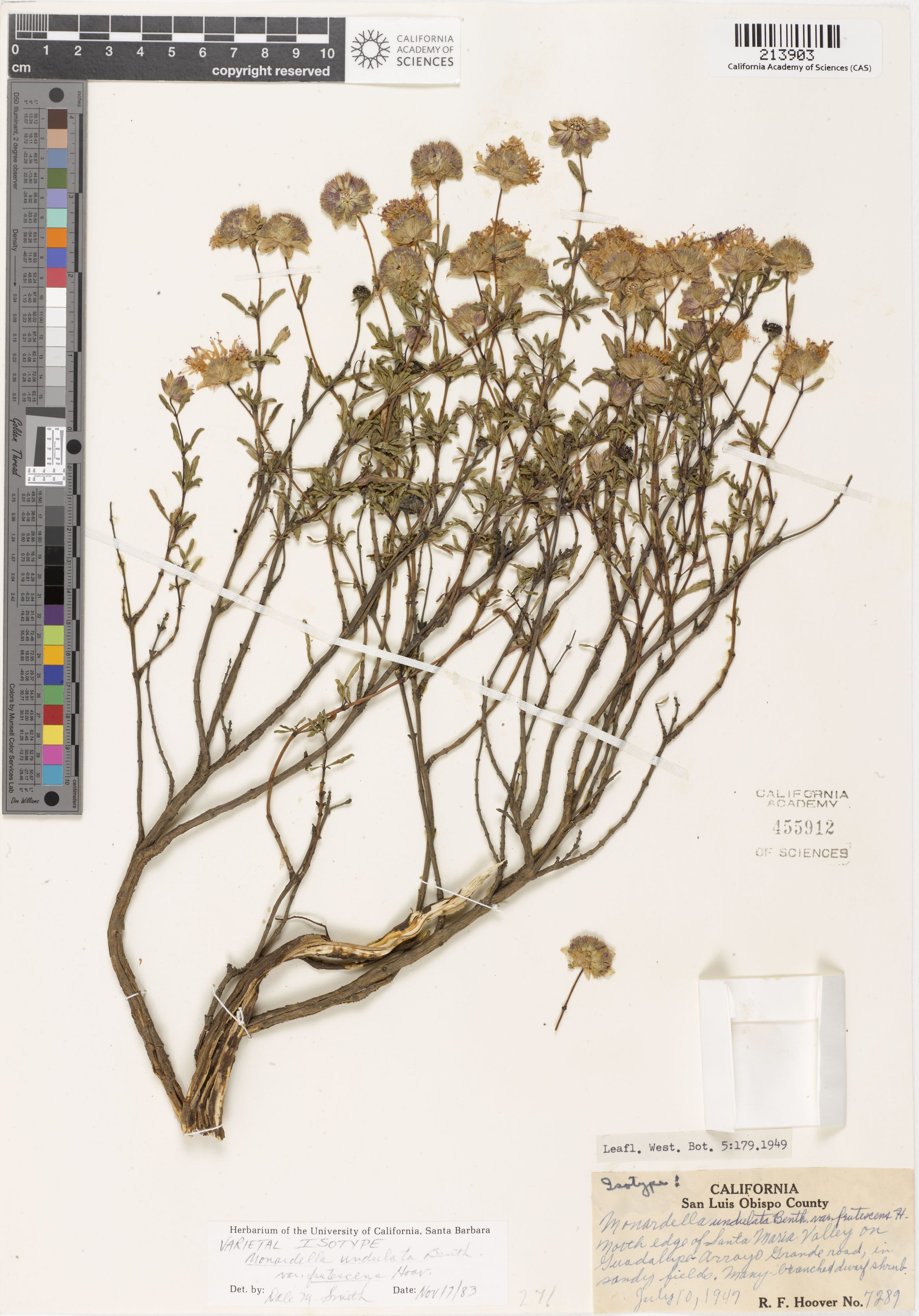 Monardella frutescens image