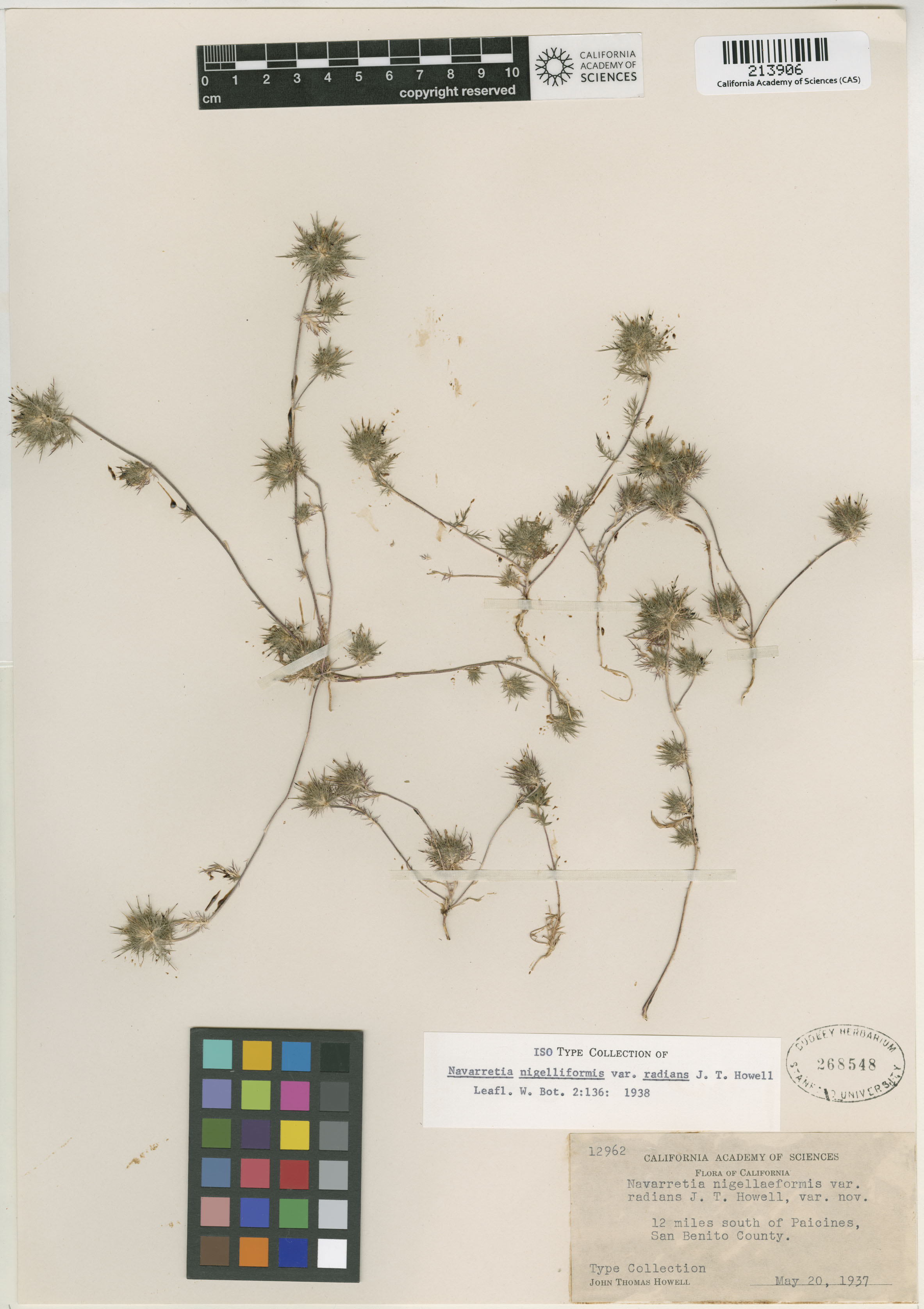 Navarretia nigelliformis ssp. radians image