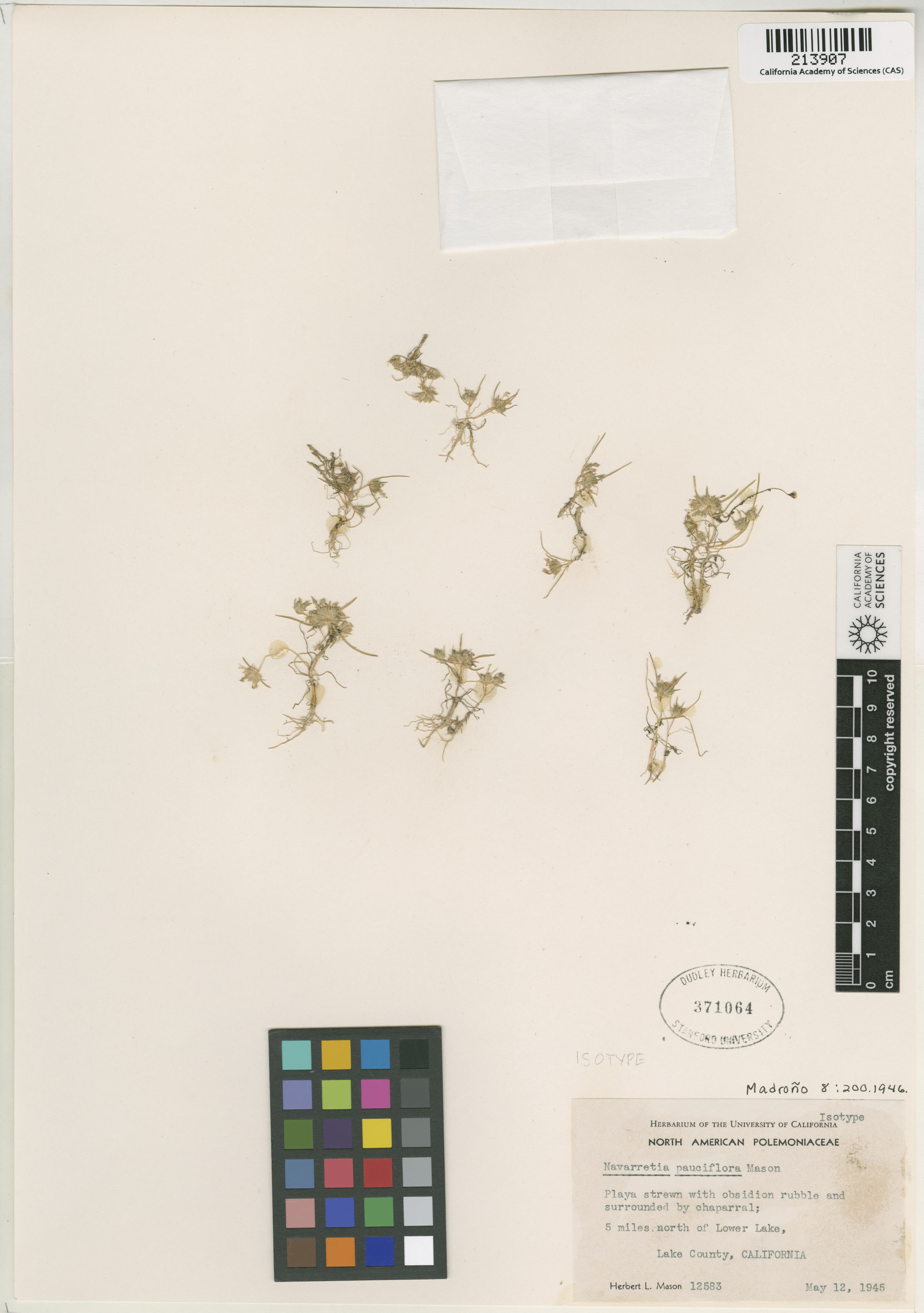 Navarretia leucocephala ssp. pauciflora image