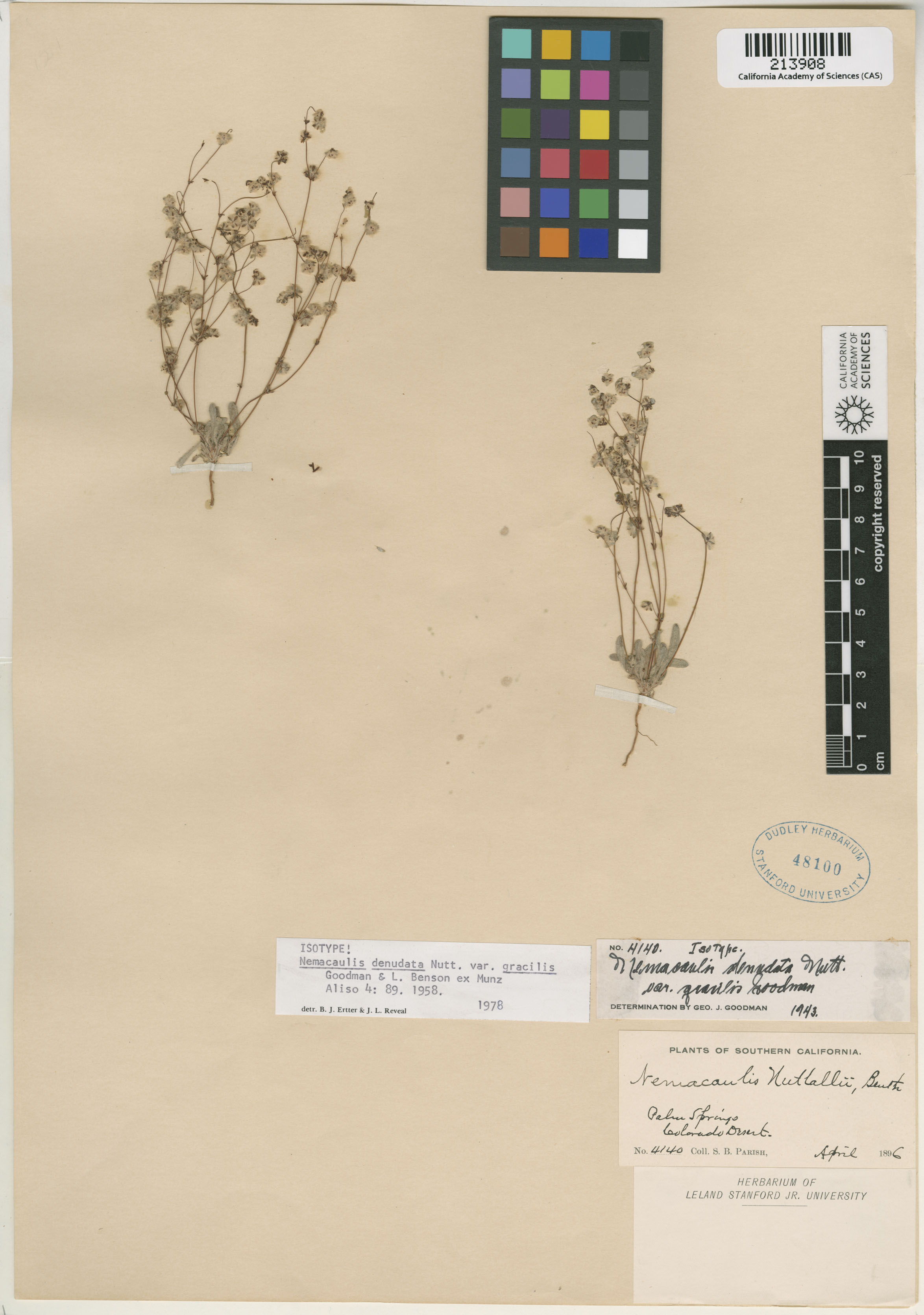 Nemacaulis denudata image