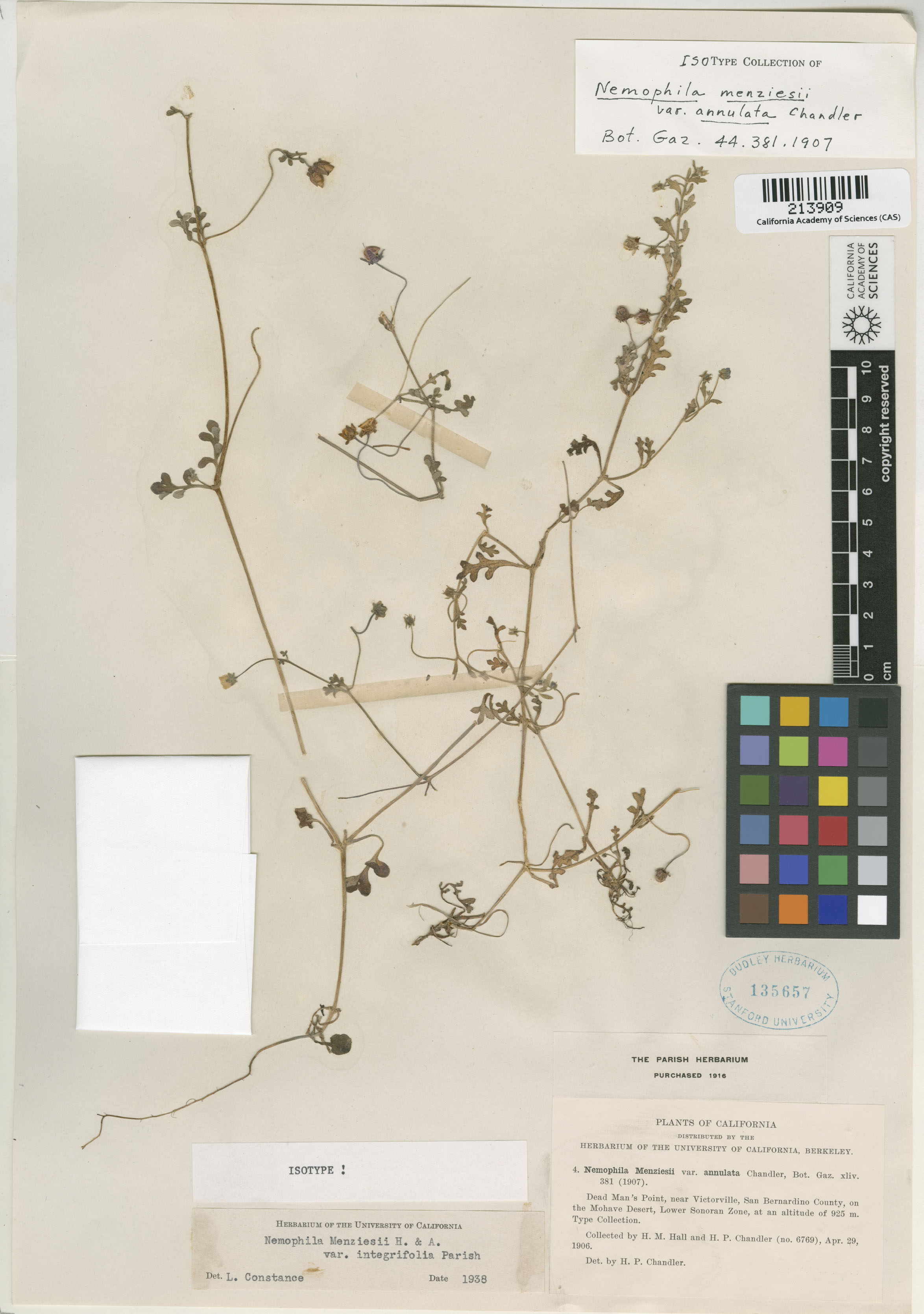 Nemophila menziesii var. integrifolia image