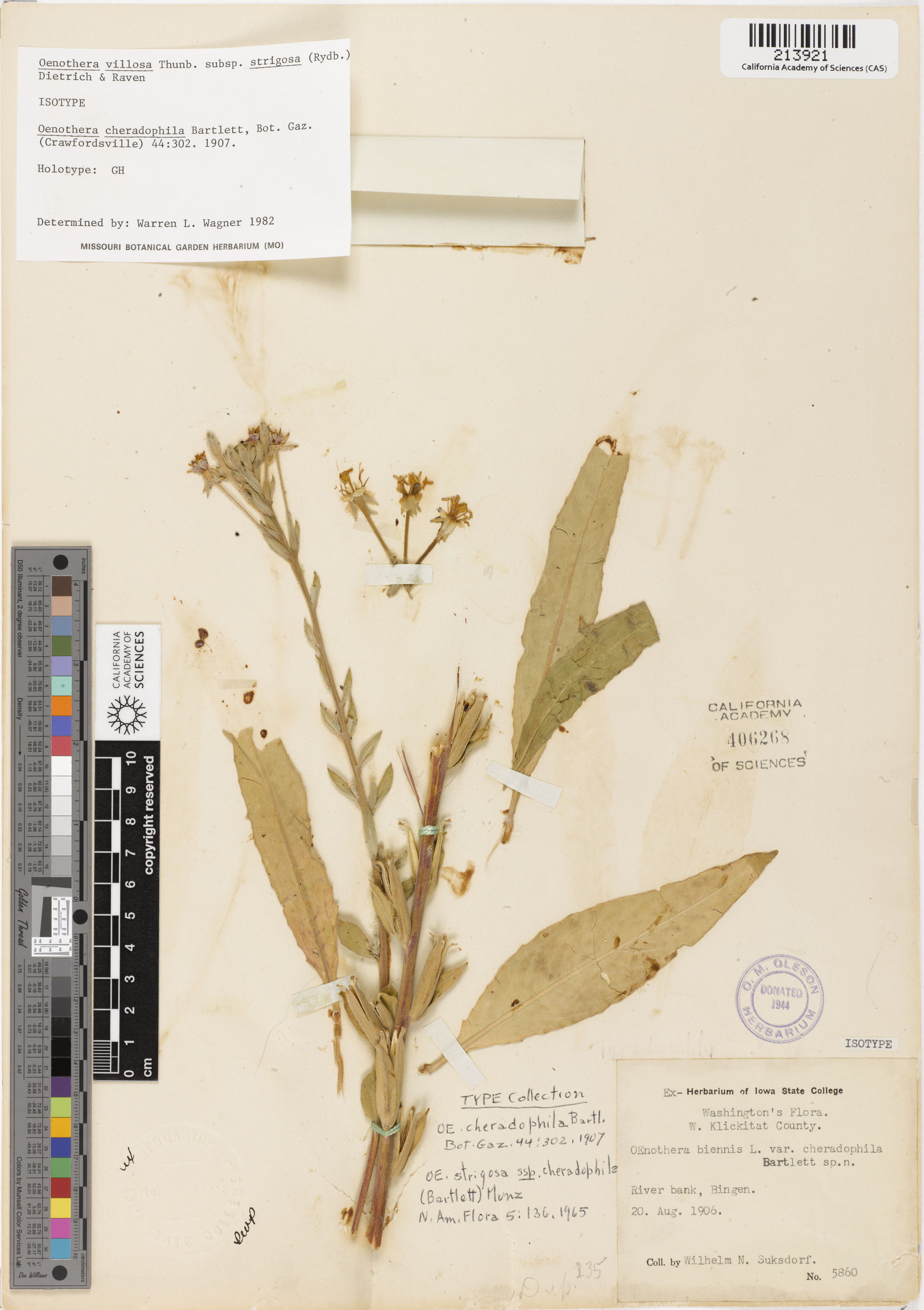 Oenothera villosa ssp. strigosa image
