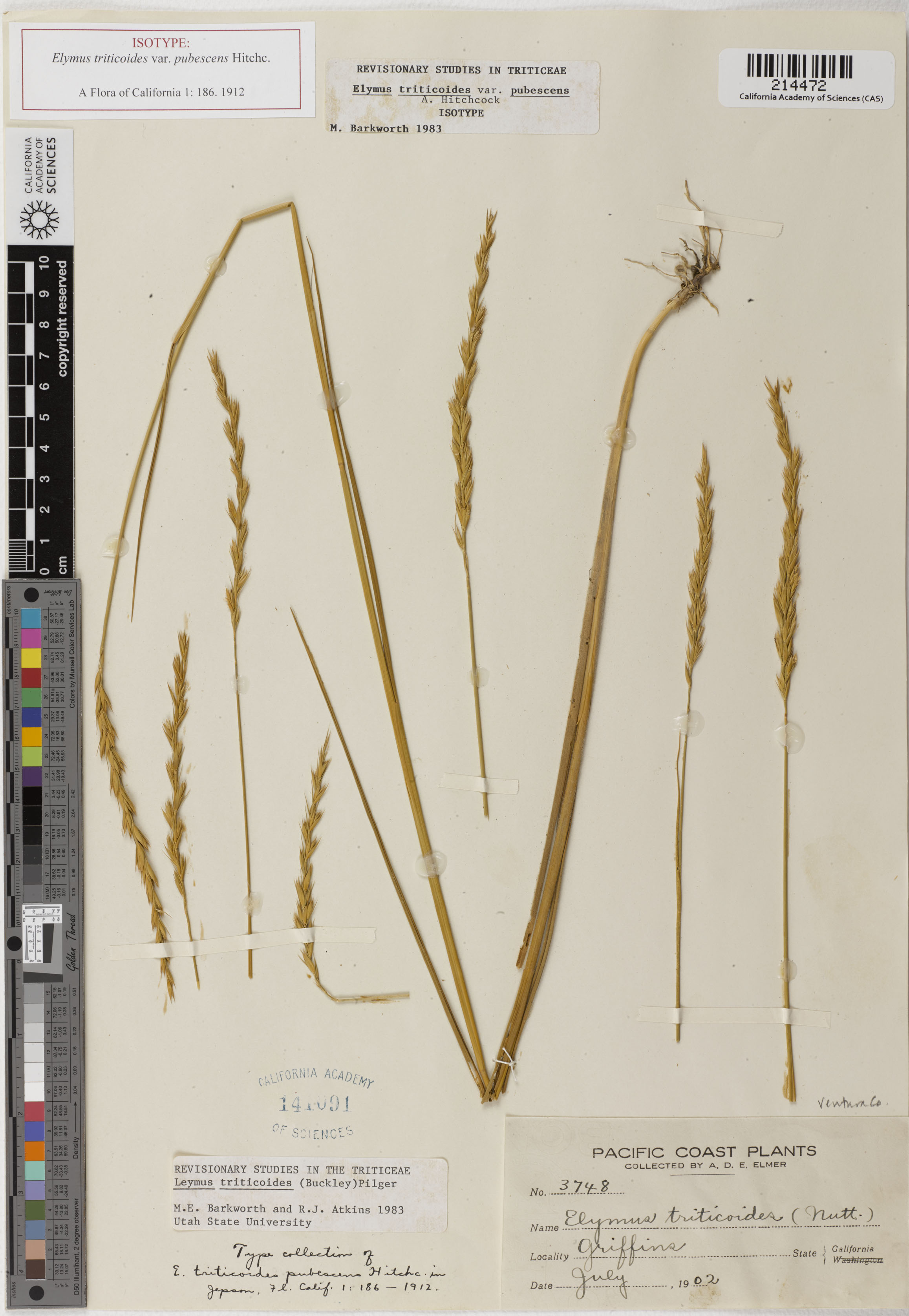 Leymus triticoides image