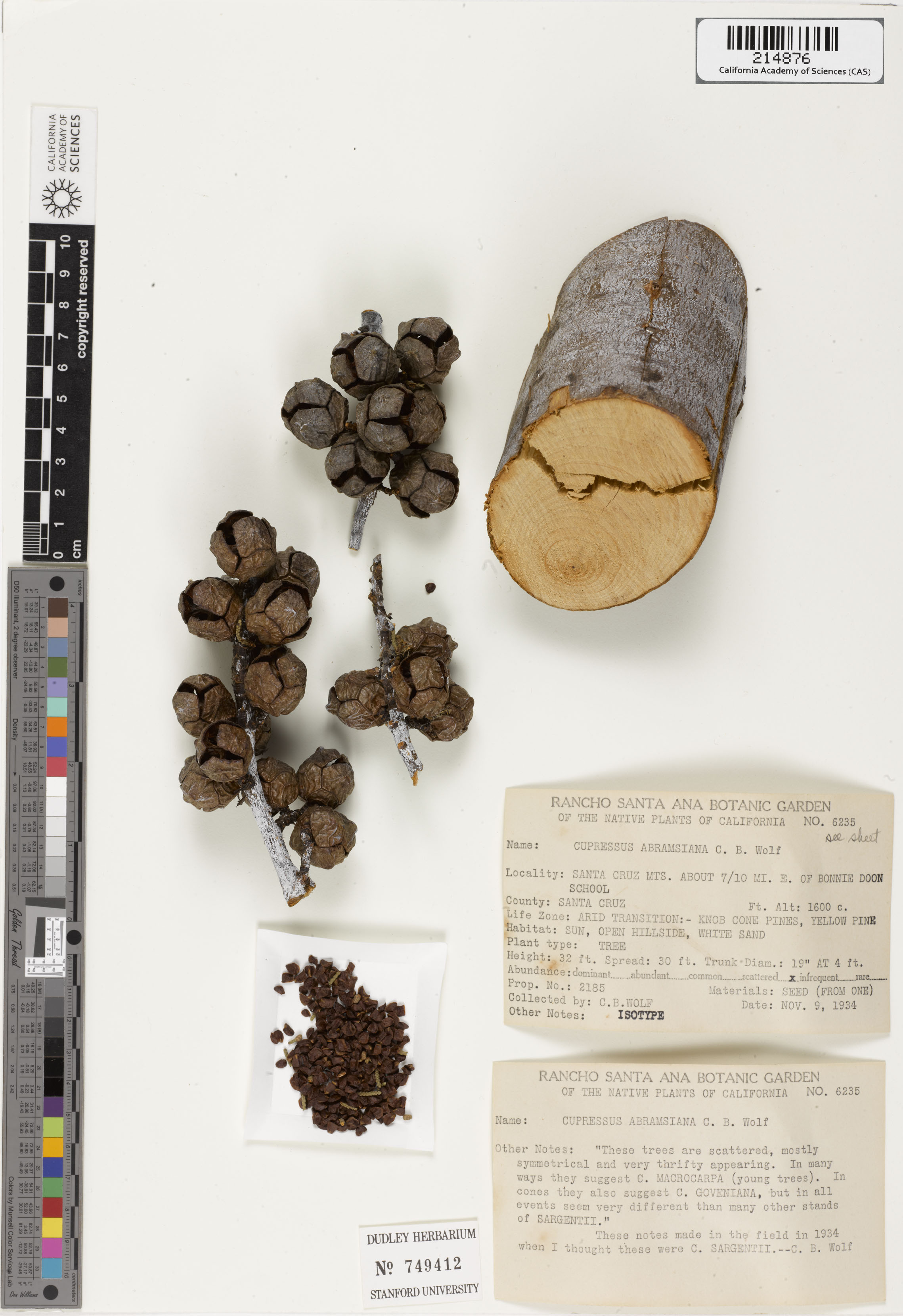 Callitropsis abramsiana image