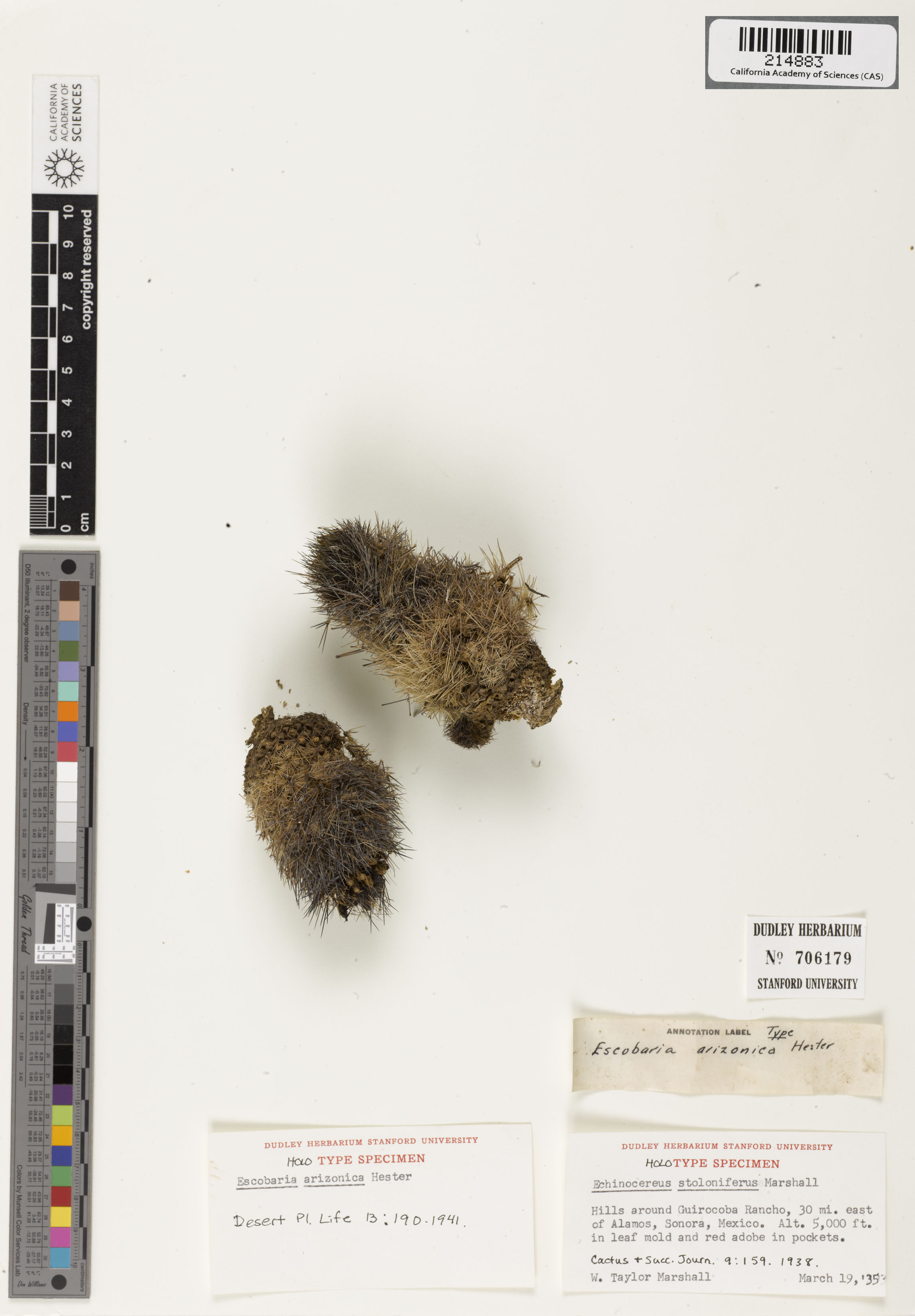 Echinocereus stoloniferus image