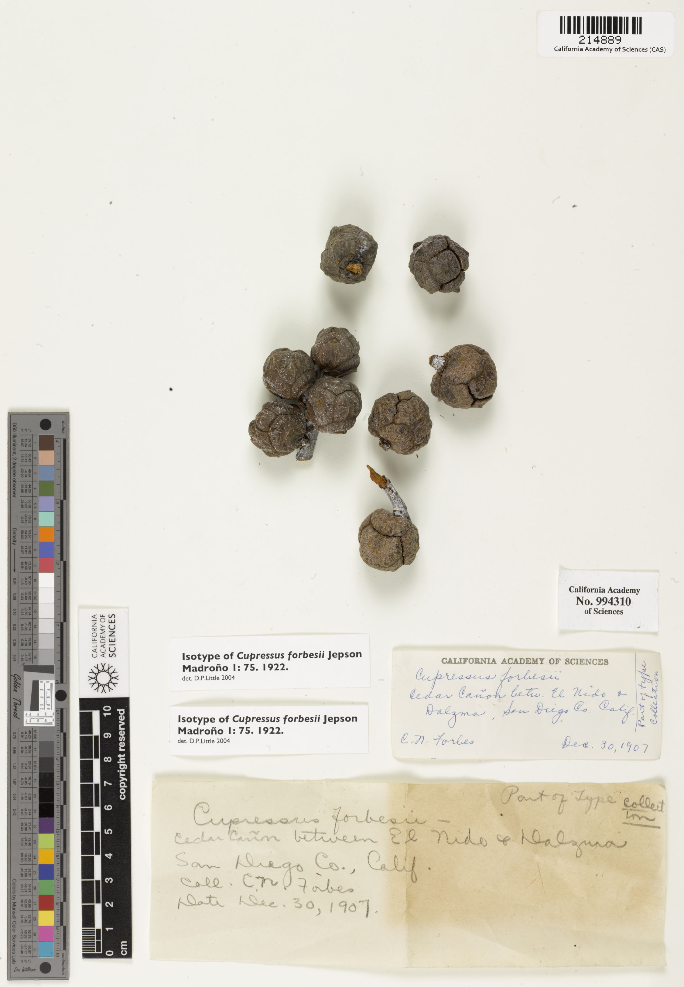 Callitropsis forbsii image