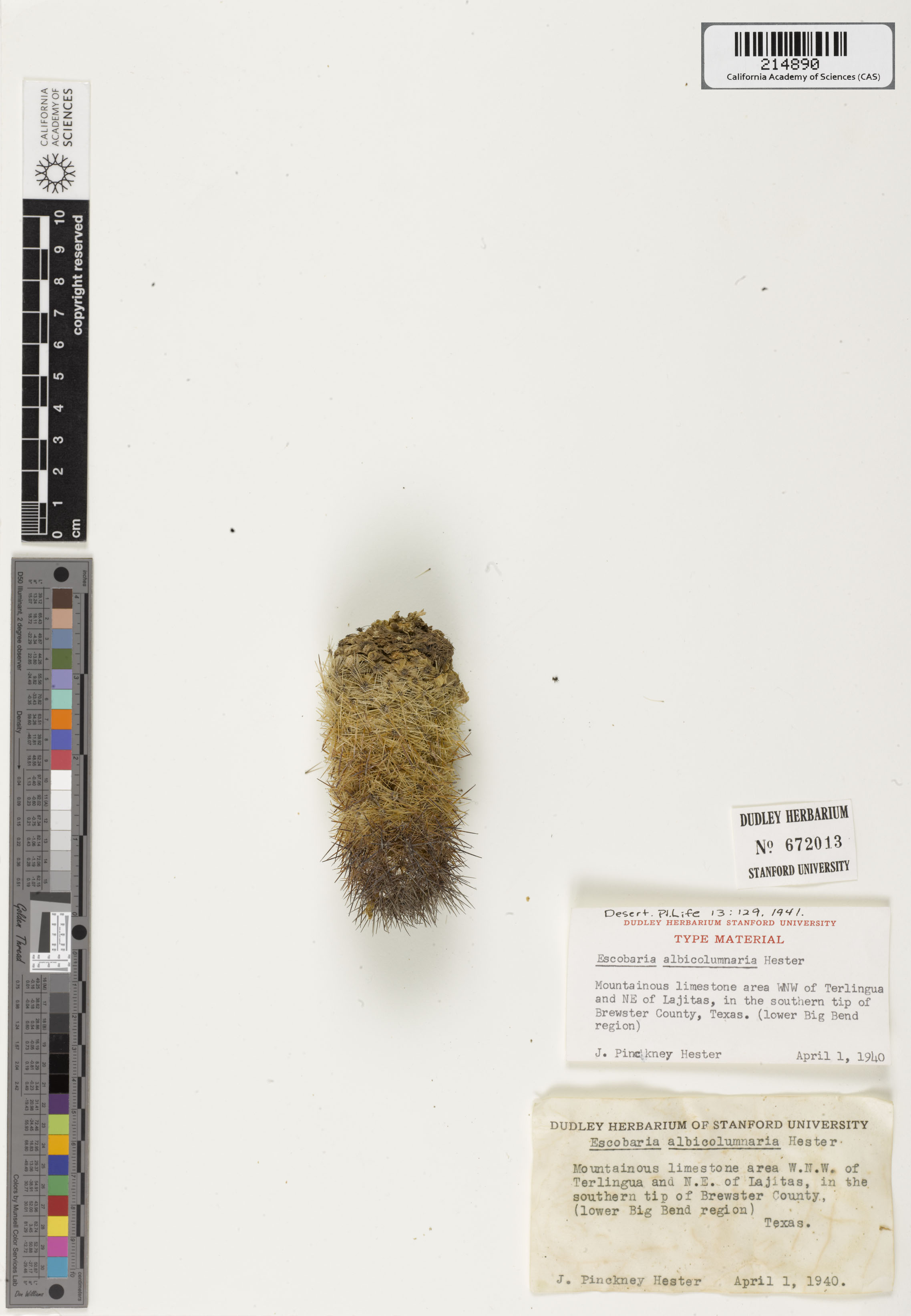 Escobaria albicolumnaria image