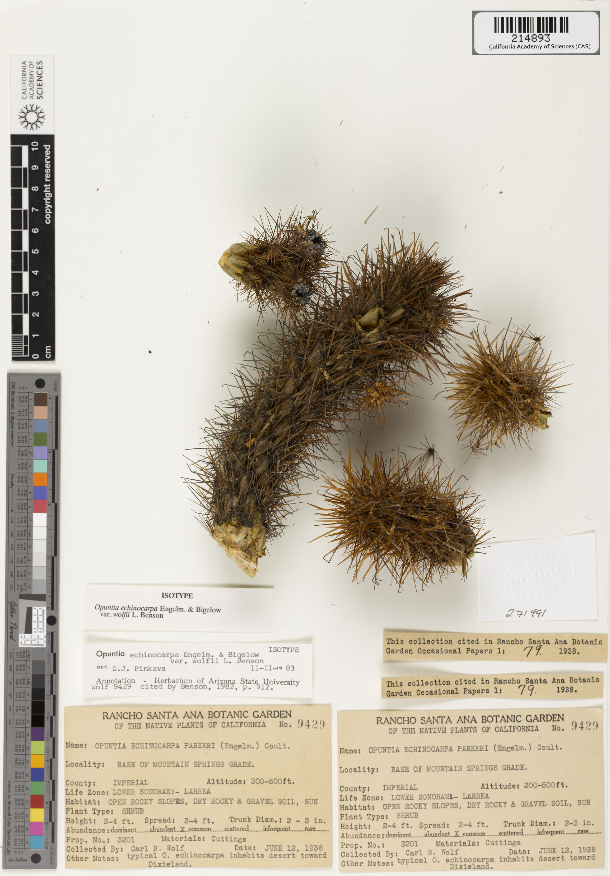 Cylindropuntia wolfii image