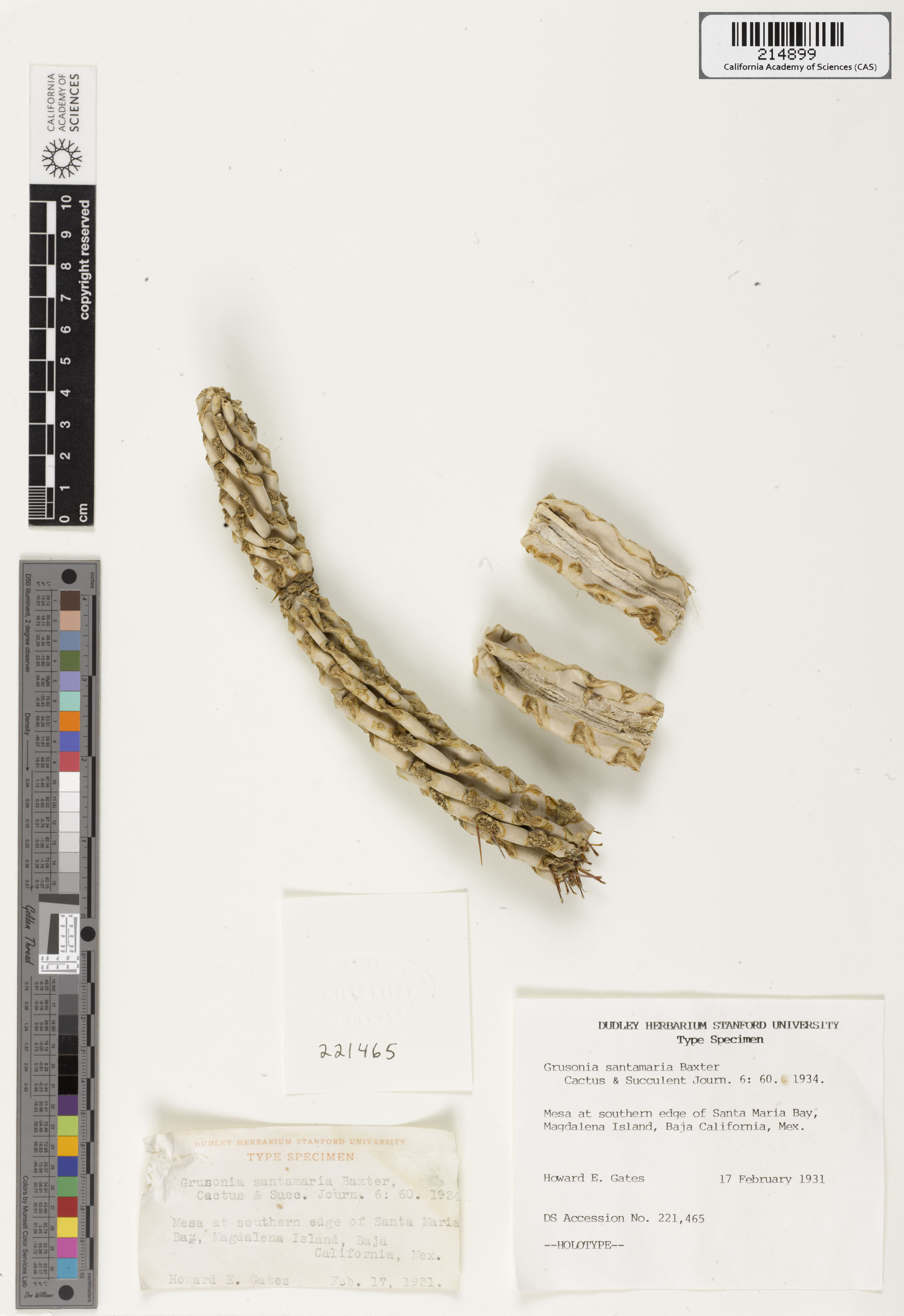 Cylindropuntia santamaria image