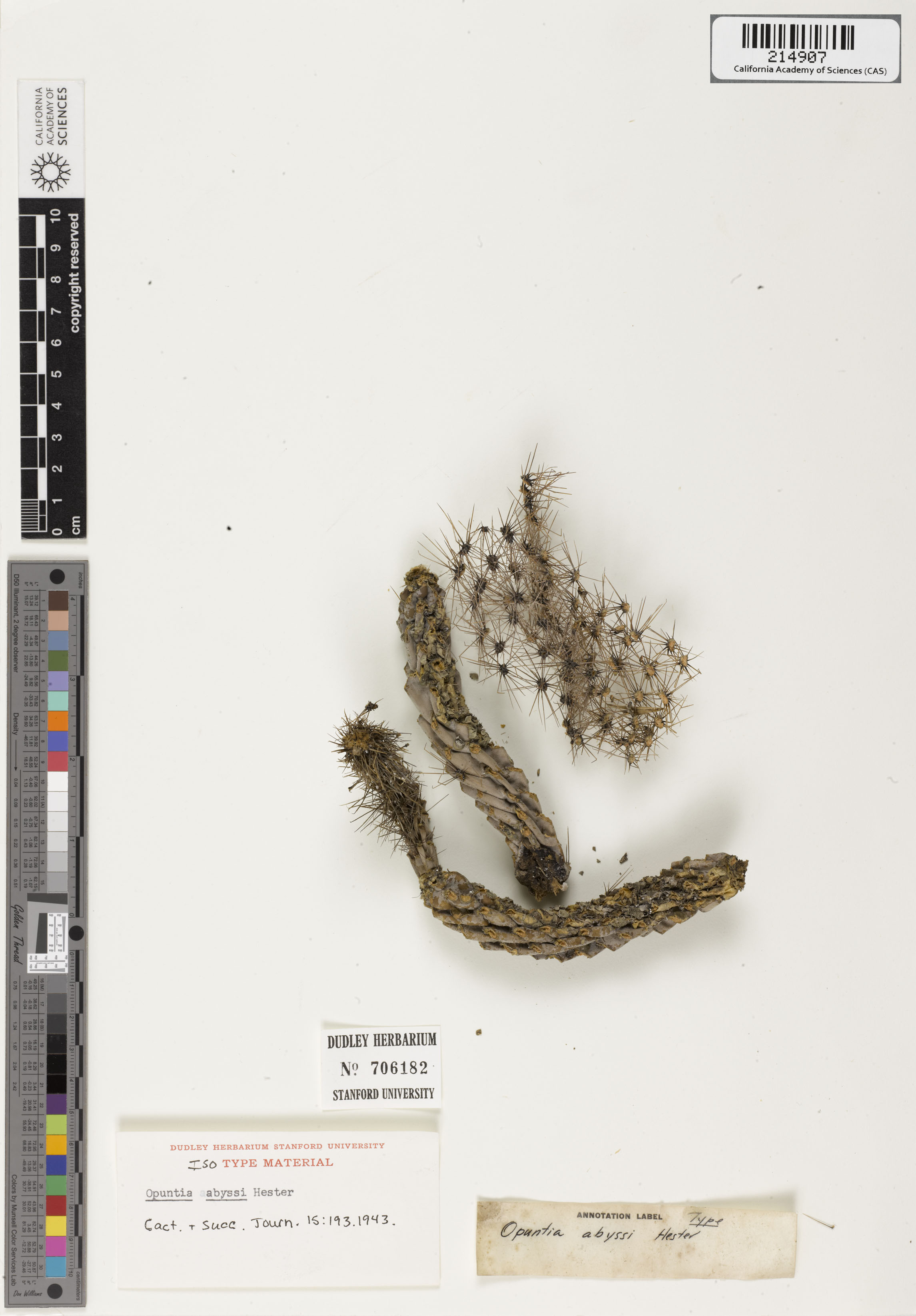 Cylindropuntia abyssi image