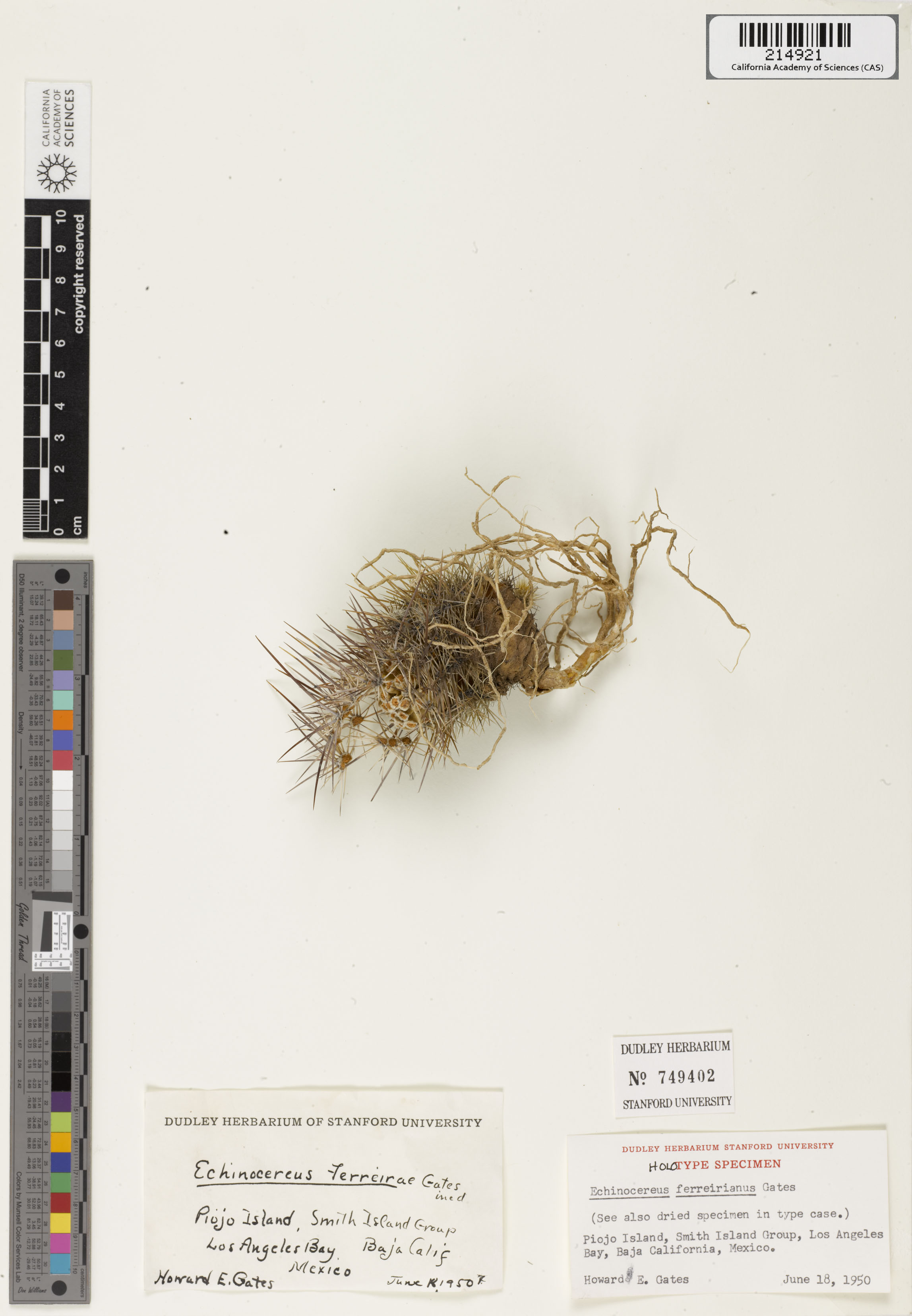 Echinocereus ferreirianus image