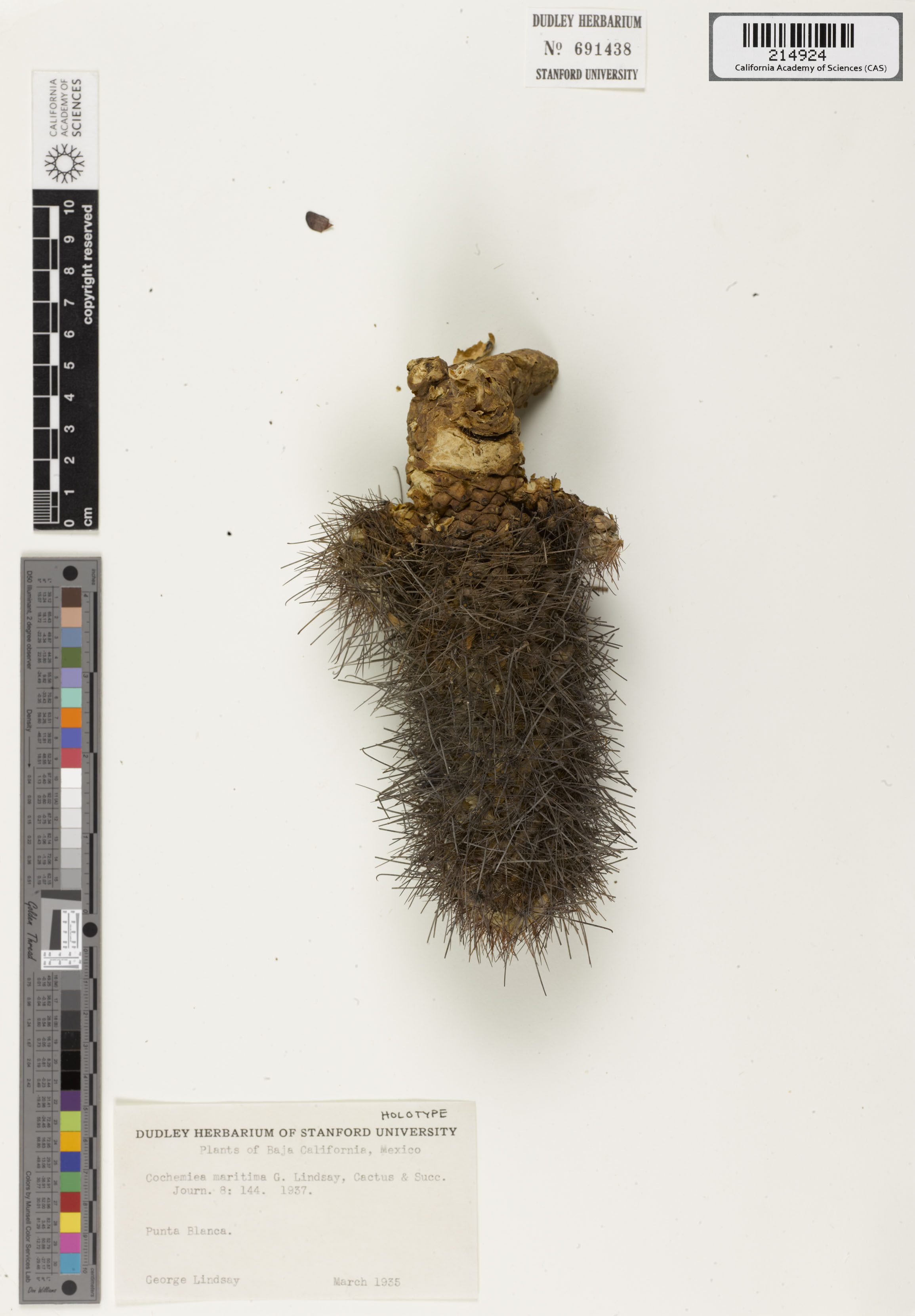 Cochemiea maritima image