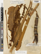 Image of Rumex orthoneurus