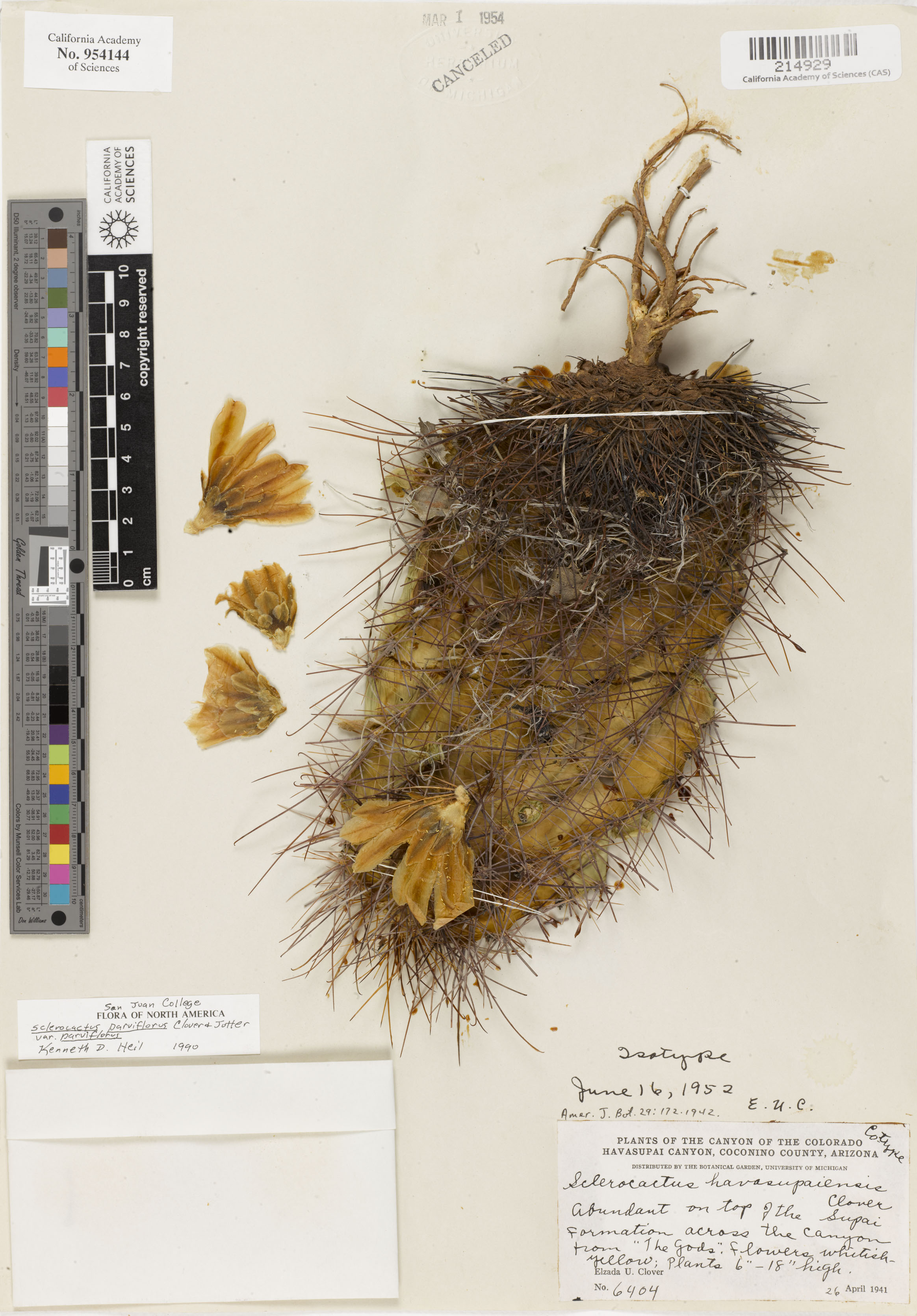 Sclerocactus parviflorus image