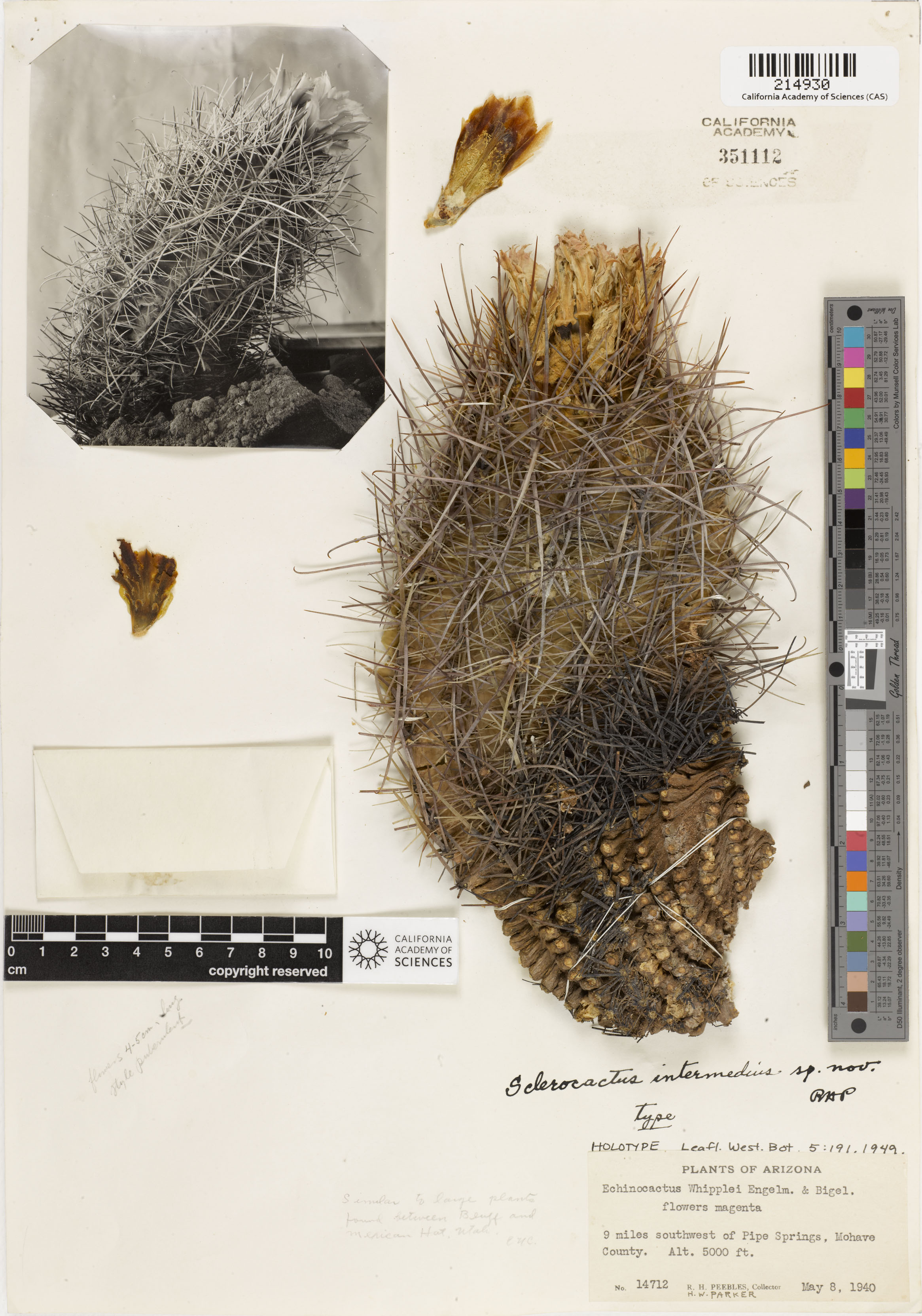 Sclerocactus parviflorus image