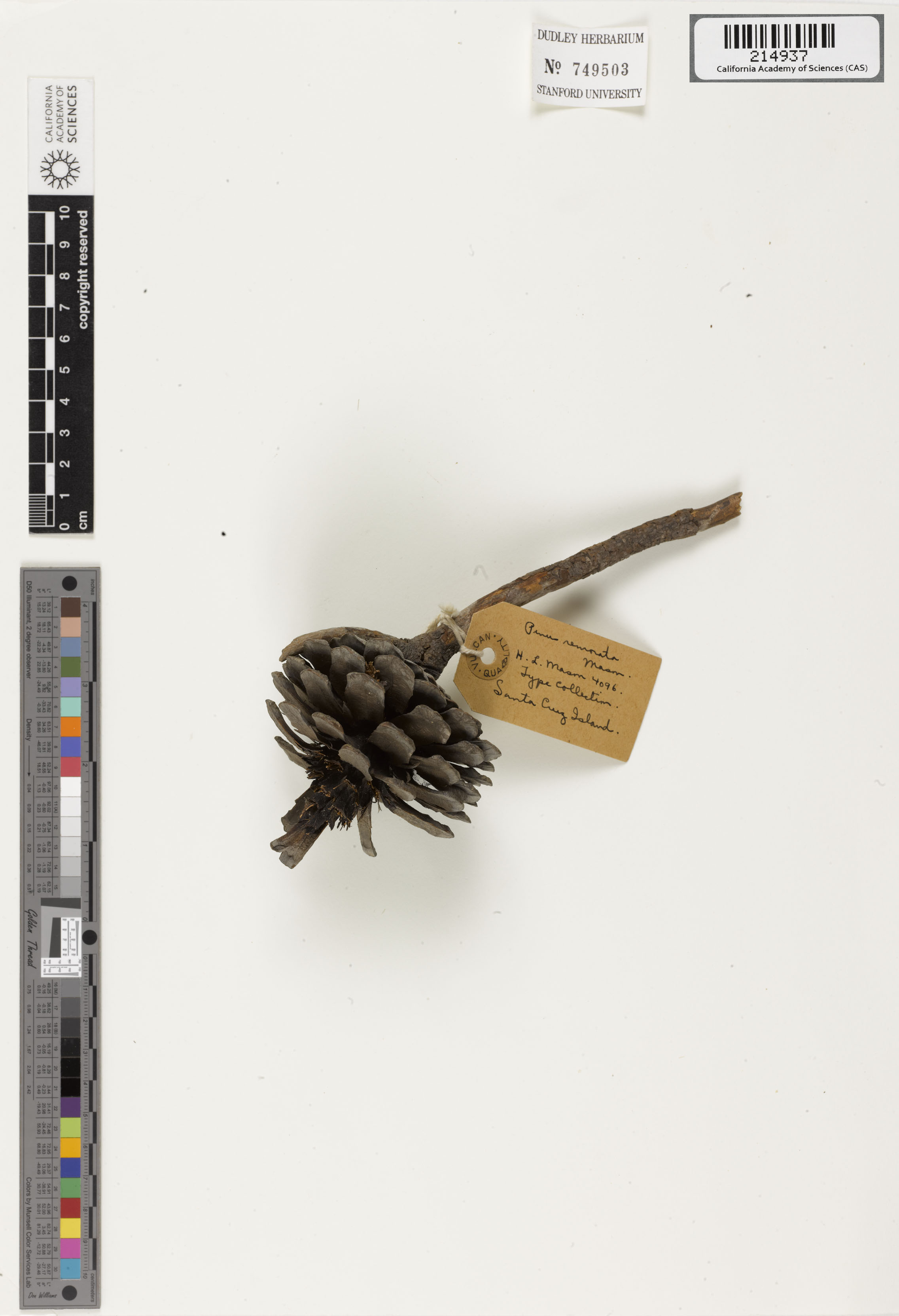 Pinus muricata image