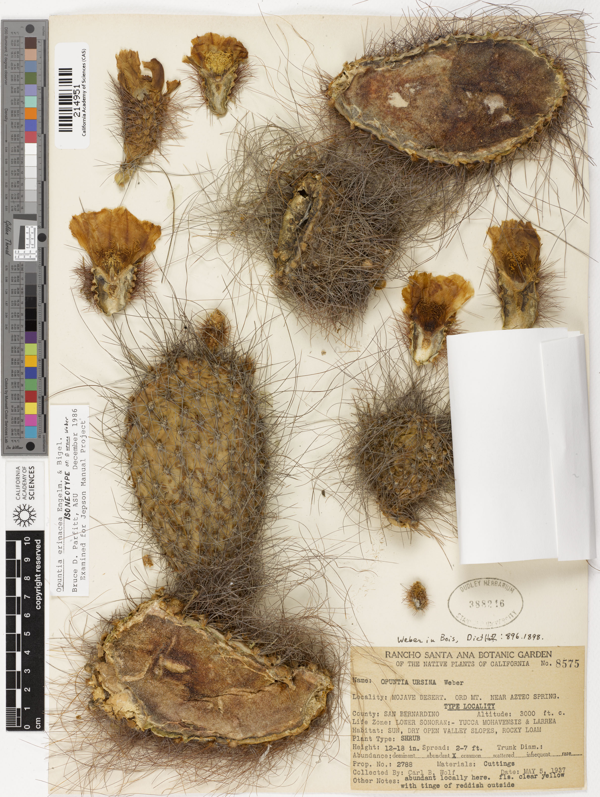 Opuntia ursina image