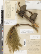 Image of Pinus muricata